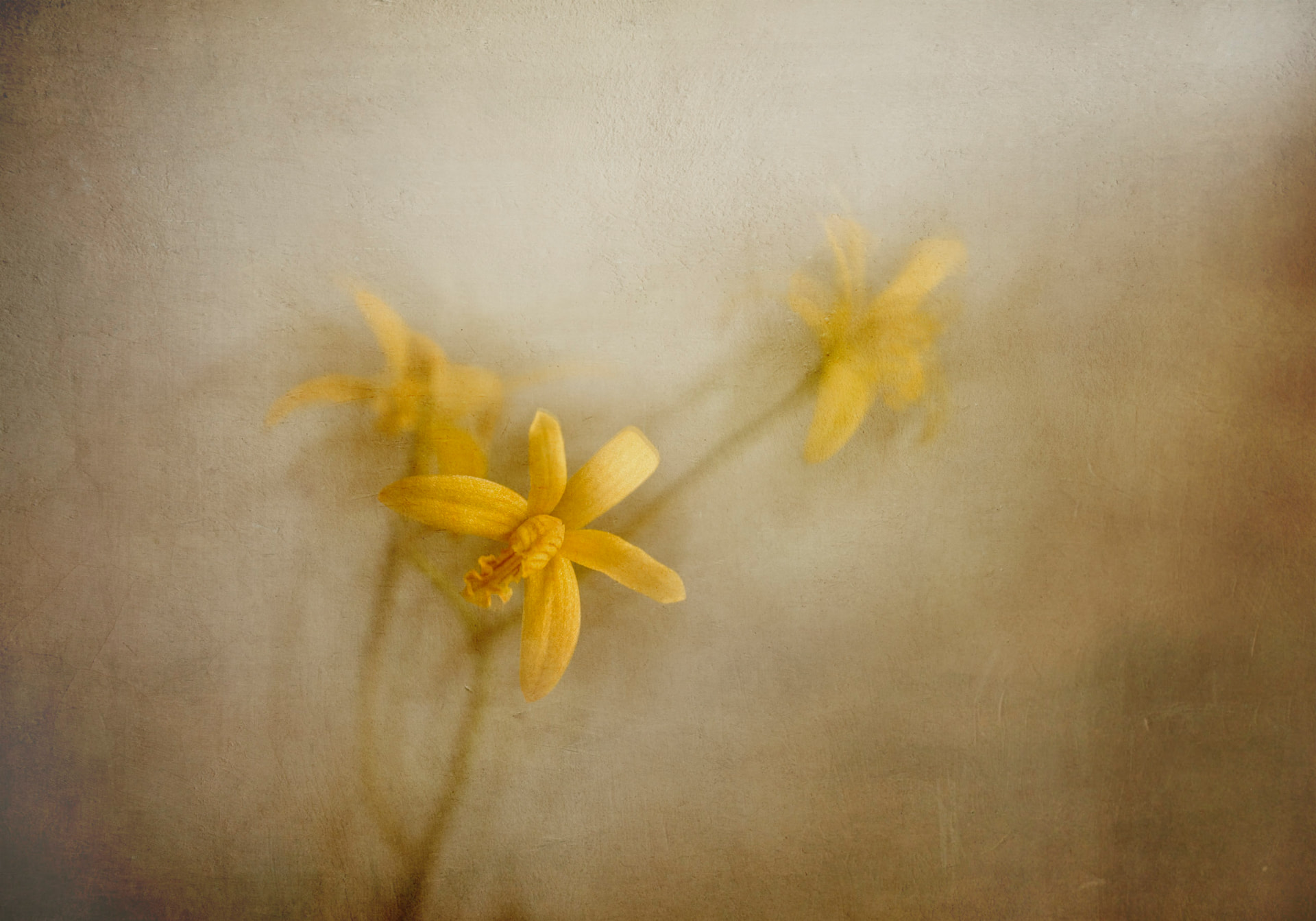 Âmbar — fotografia abstrata de orquídea de Dougbraz