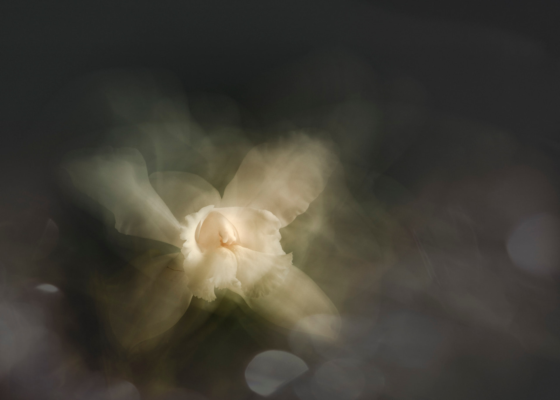 Luz de Marfim — fotografia abstrata de orquídea de Dougbraz