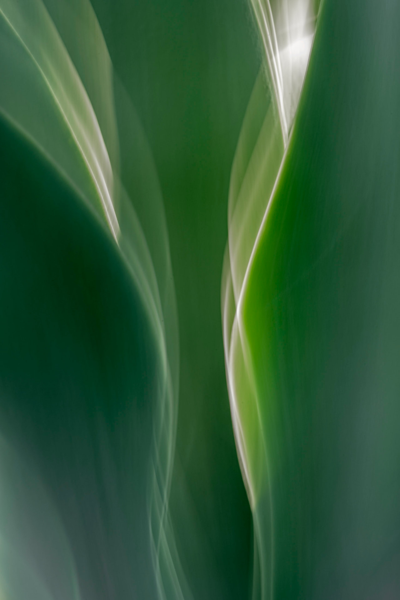 Dobra Verde — fotografia botânica abstrata de Dougbraz