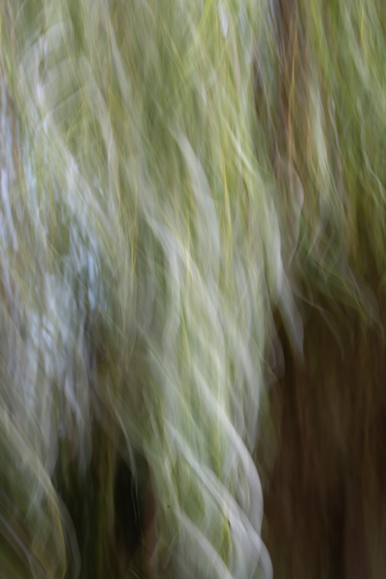 Salgueiro — fotografia botânica abstrata de Dougbraz