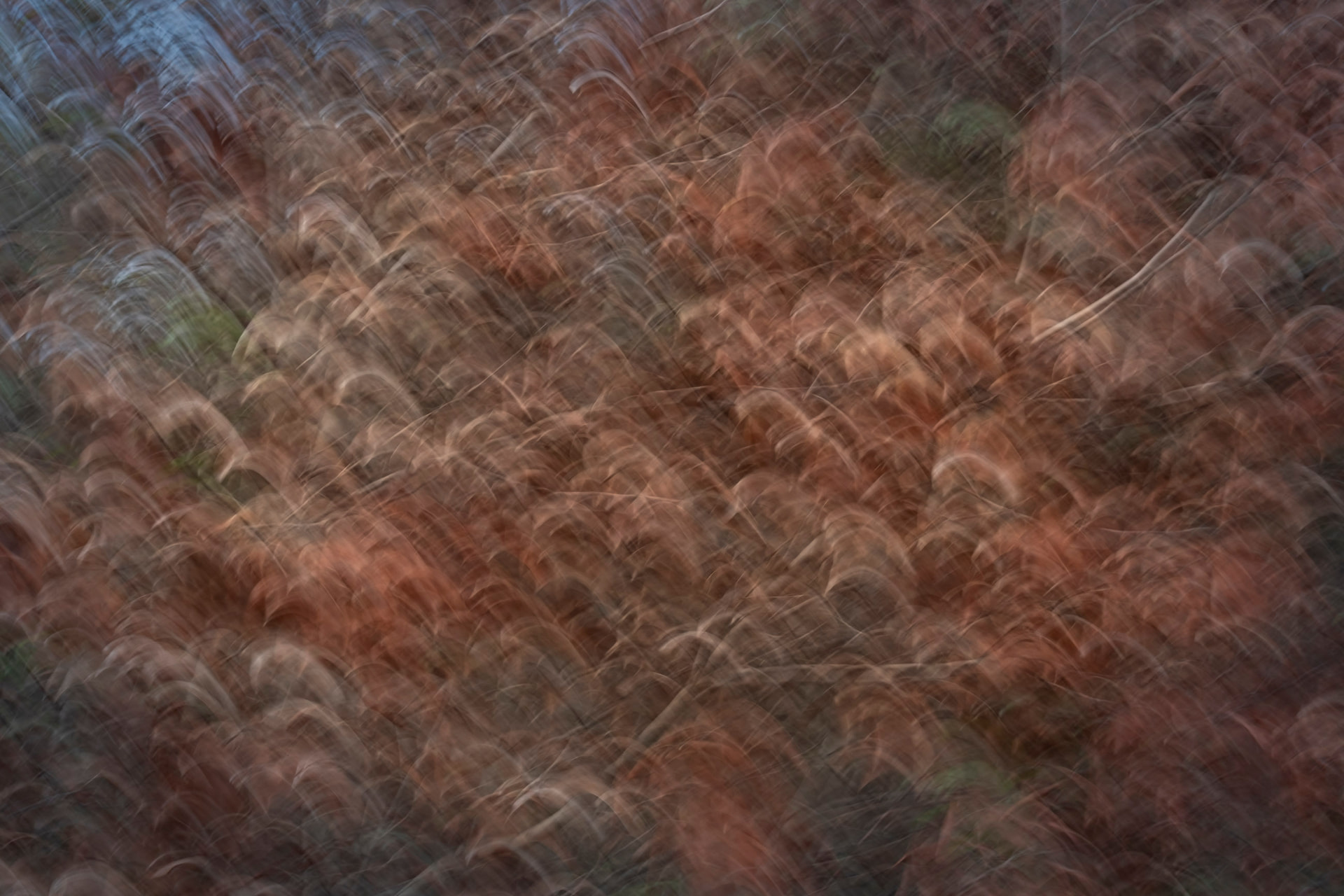 Tapete de Outono — fotografia botânica abstrata de Dougbraz