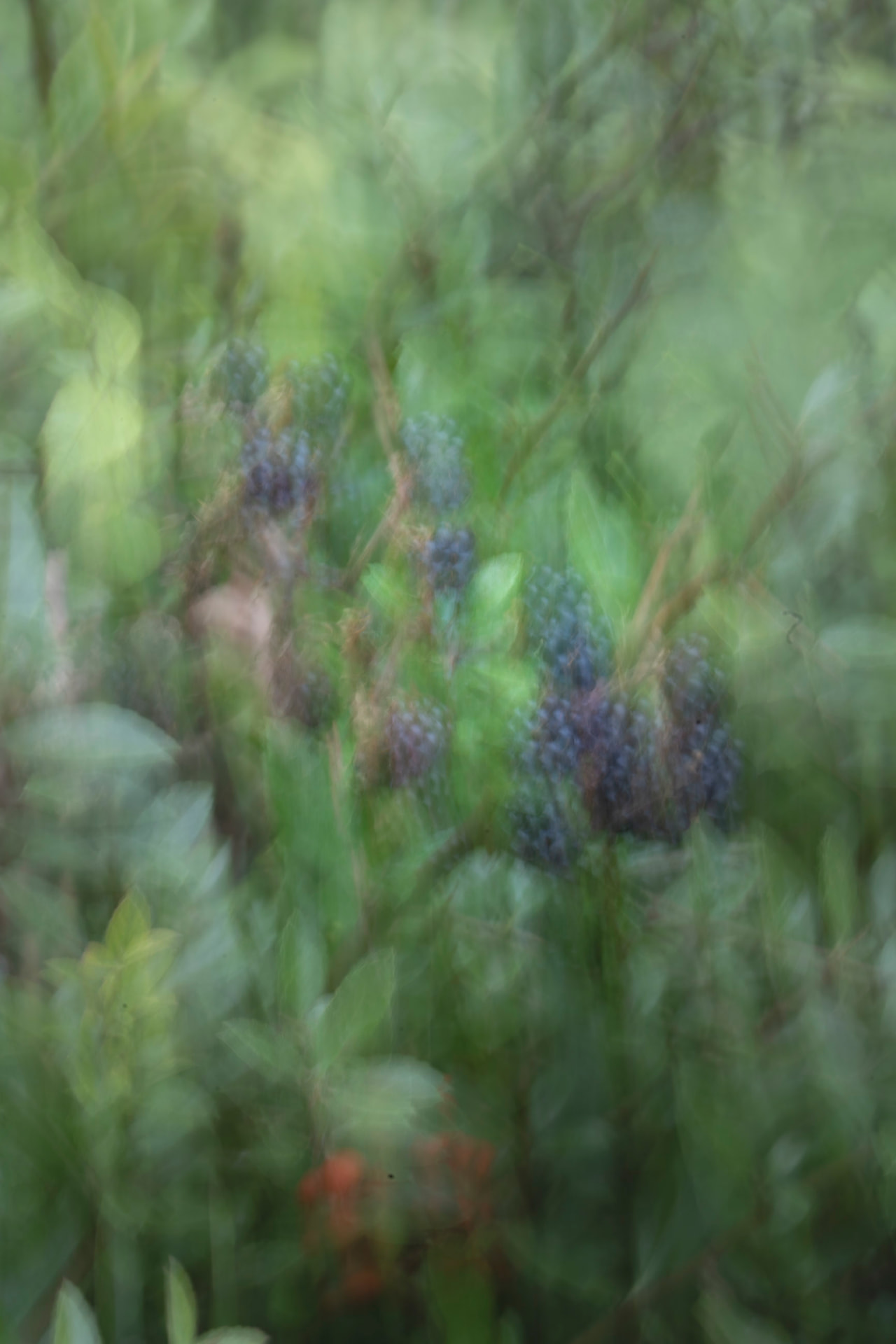 Frutos do Bosque — fotografia botânica abstrata de Dougbraz