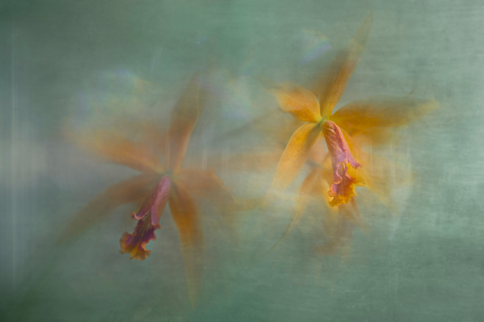 Dueto Âmbar — fotografia abstrata de orquídea de Dougbraz