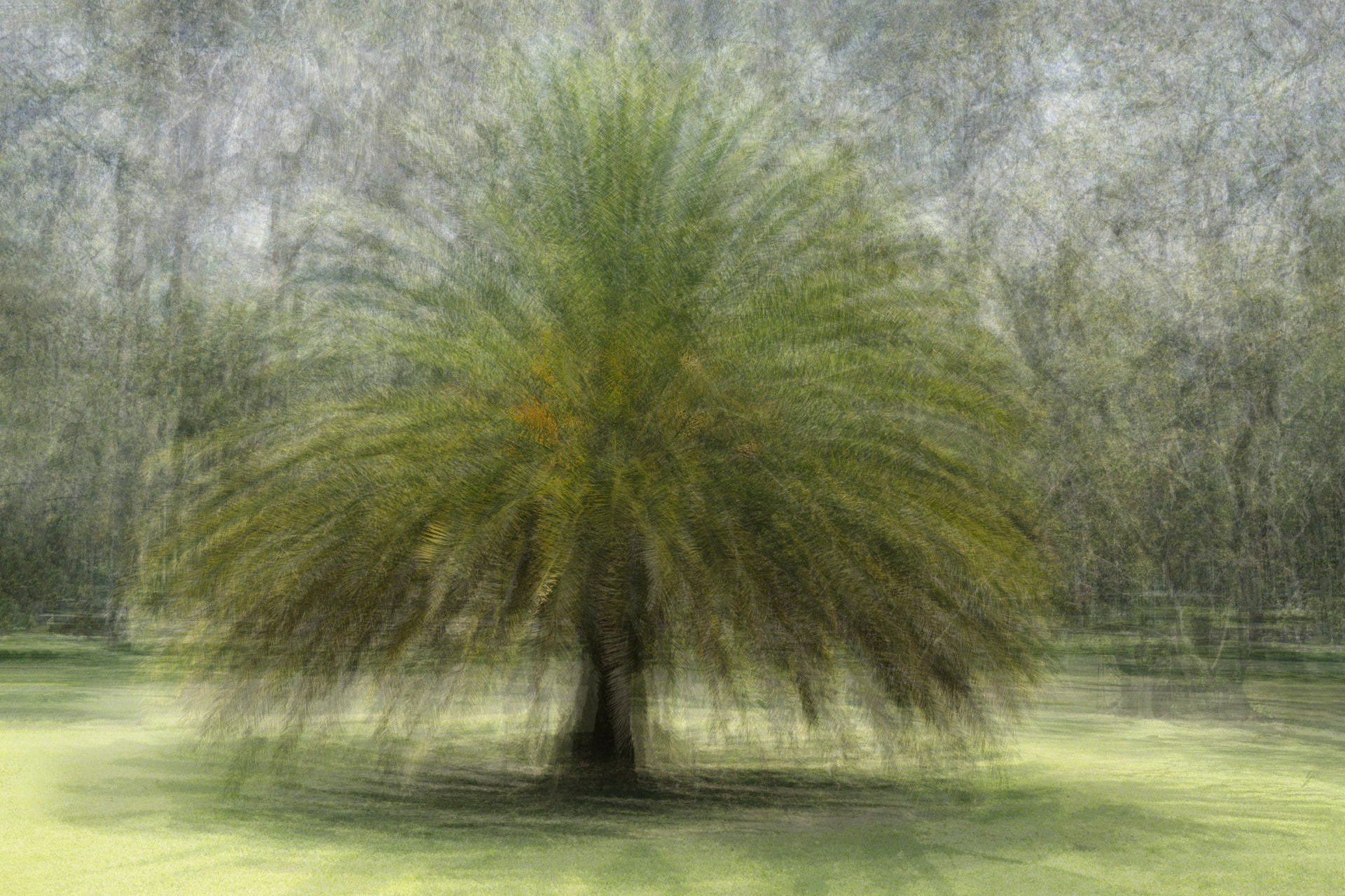 Coroa de Palmeira — fotografia de paisagem de Dougbraz