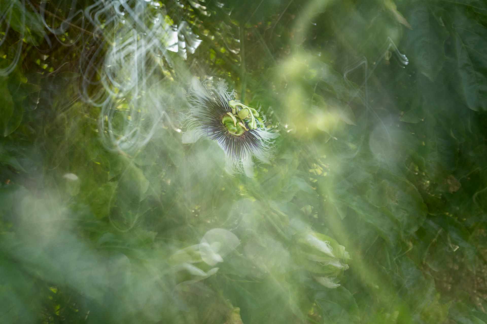 Flor da Paixão — fotografia floral abstrata de Dougbraz
