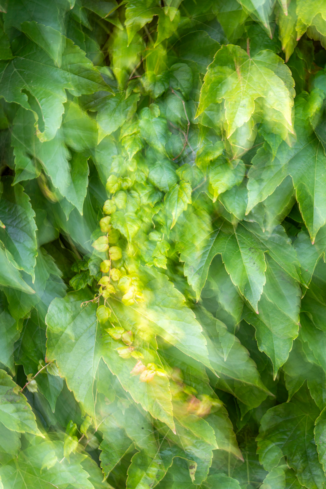 Manto de Hera — fotografia botânica abstrata de Dougbraz