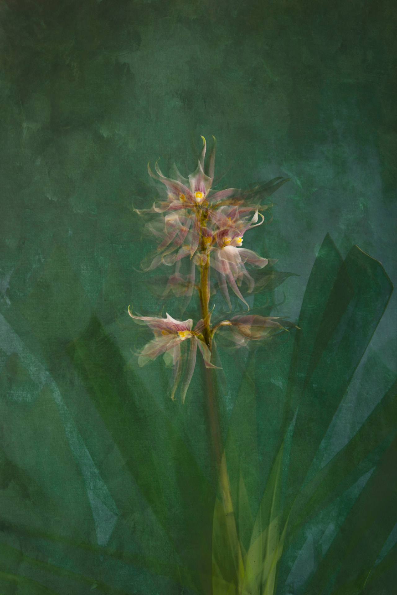 Haste de Seda — fotografia abstrata de orquídea de Dougbraz