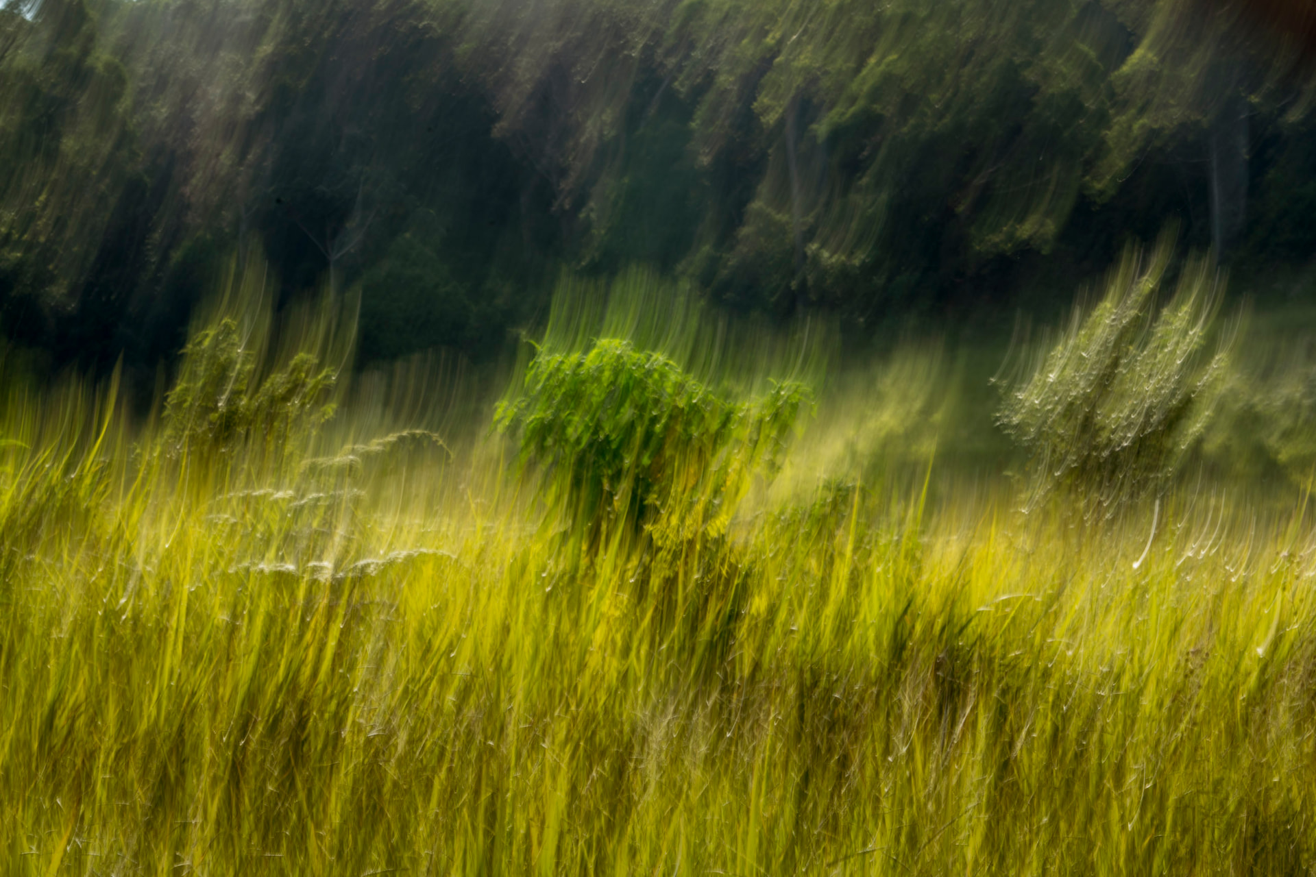 Capim Dourado — fotografia de paisagem de Dougbraz