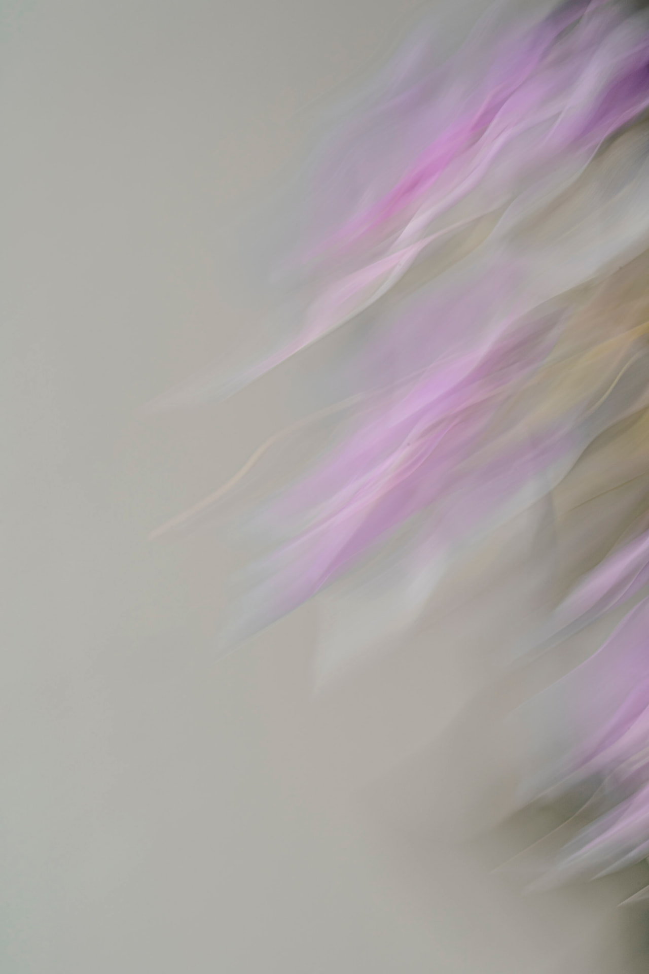 Fluxo Lilás — fotografia abstrata de orquídea de Dougbraz