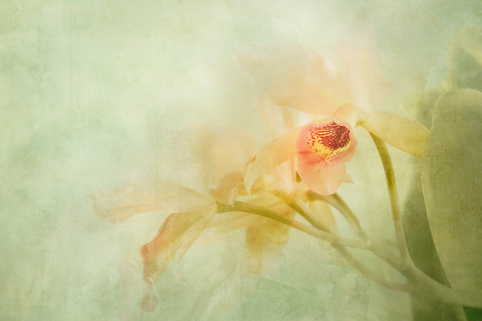 Manhã de Algodão — fotografia abstrata de orquídea de Dougbraz