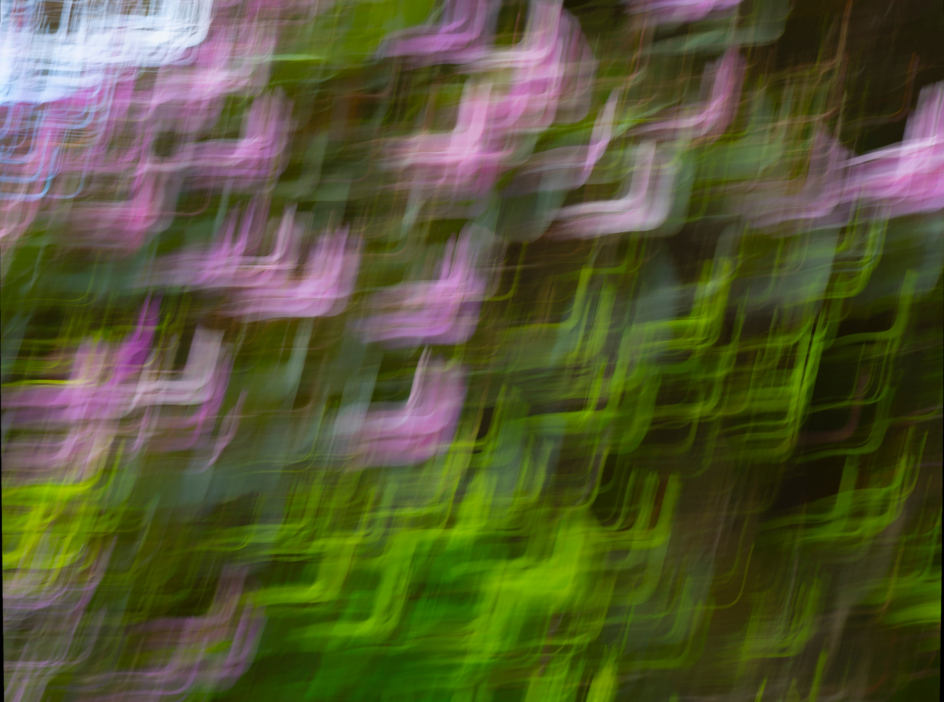 Ritmo Lilás — fotografia floral abstrata de Dougbraz