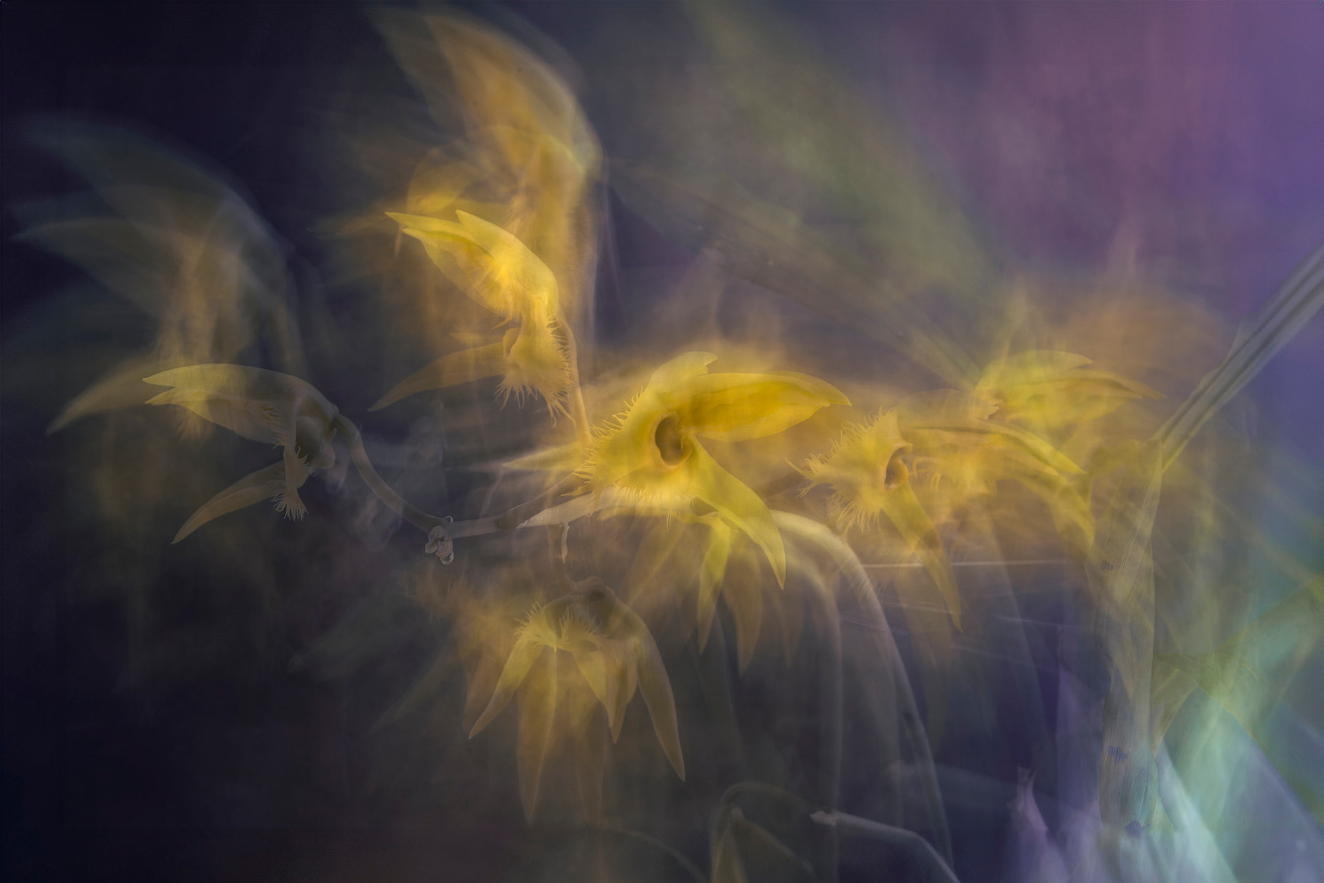 Brasa Silenciosa — fotografia abstrata de orquídea de Dougbraz