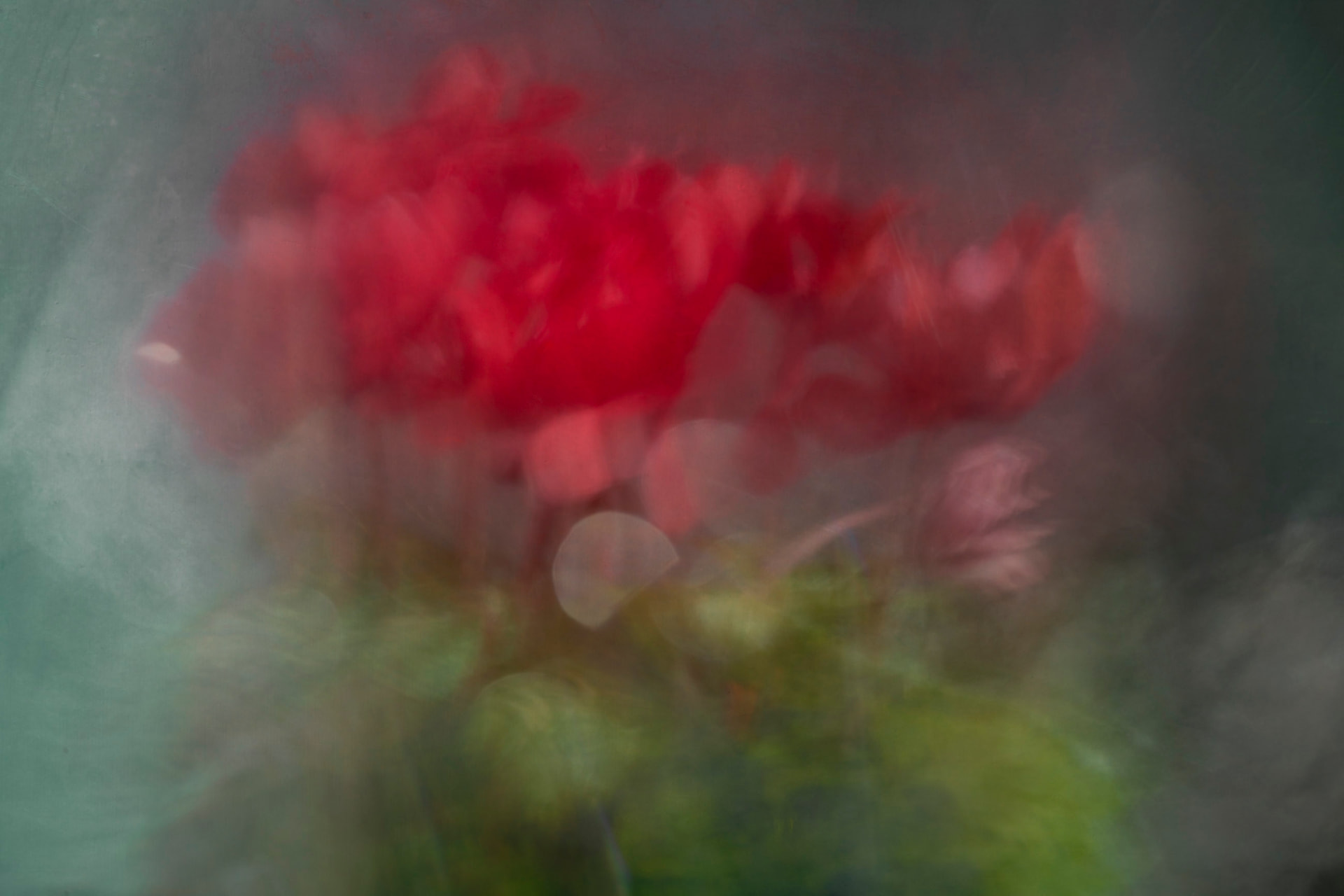 Vermelho de Inverno — fotografia floral abstrata de Dougbraz