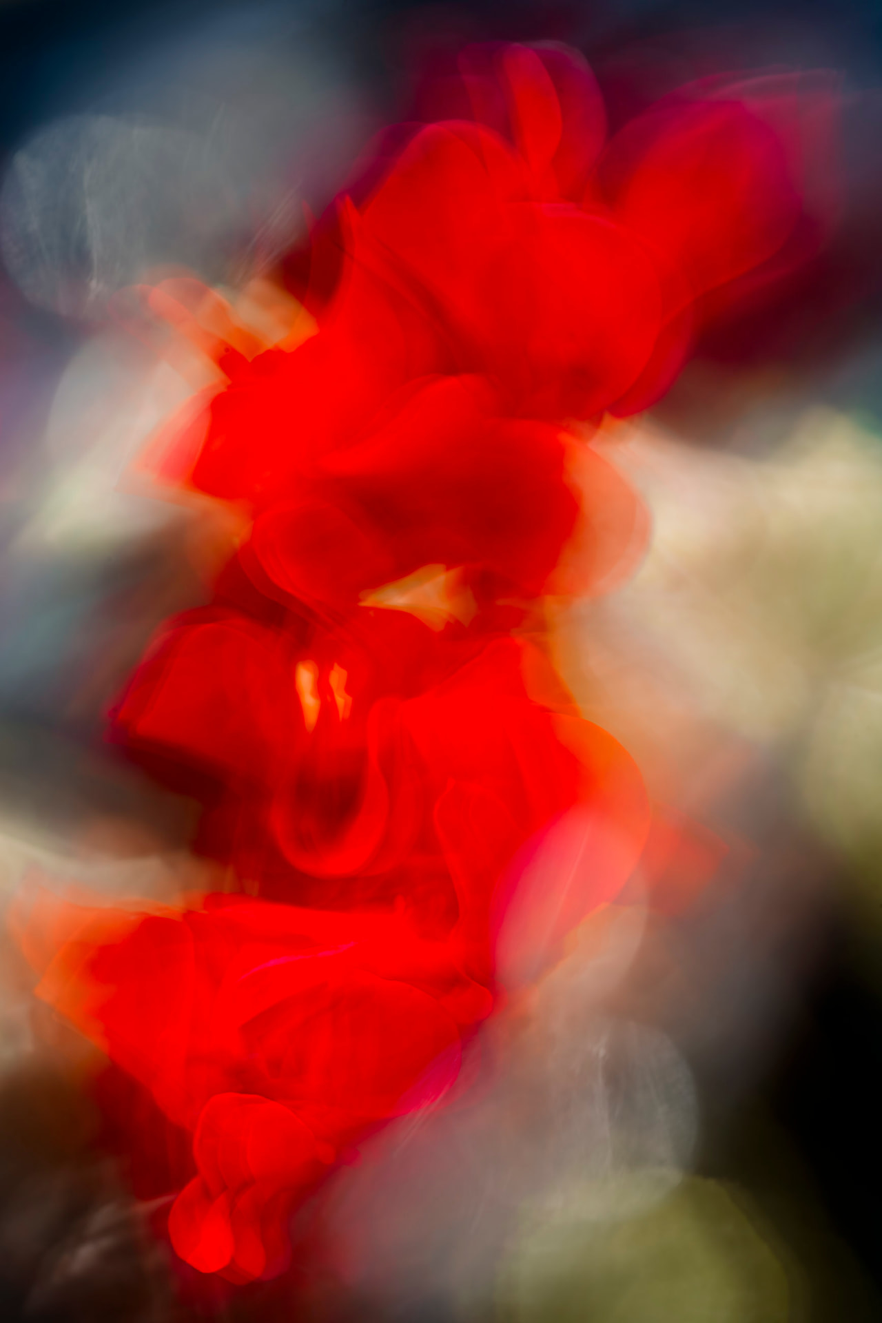 Vermelho em Voo — fotografia floral abstrata de Dougbraz