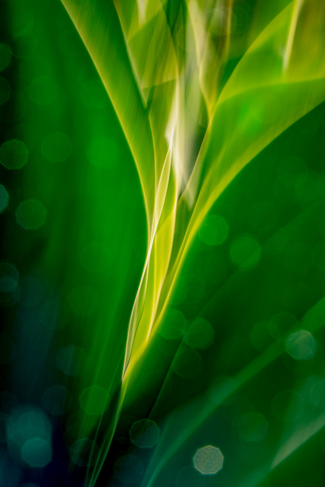 Verde Vivo — fotografia botânica abstrata de Dougbraz