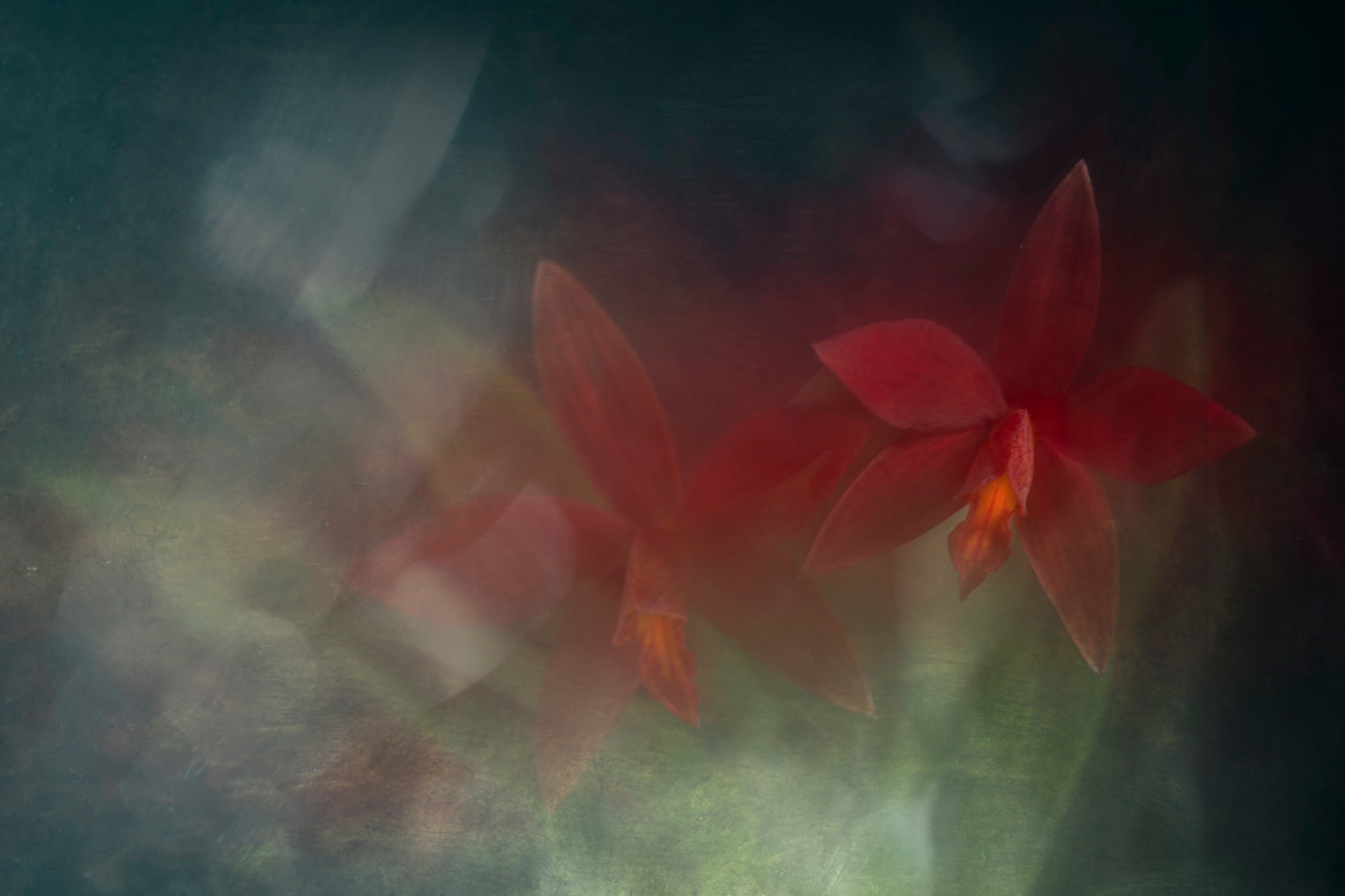 Carmesim na Névoa — fotografia abstrata de orquídea de Dougbraz