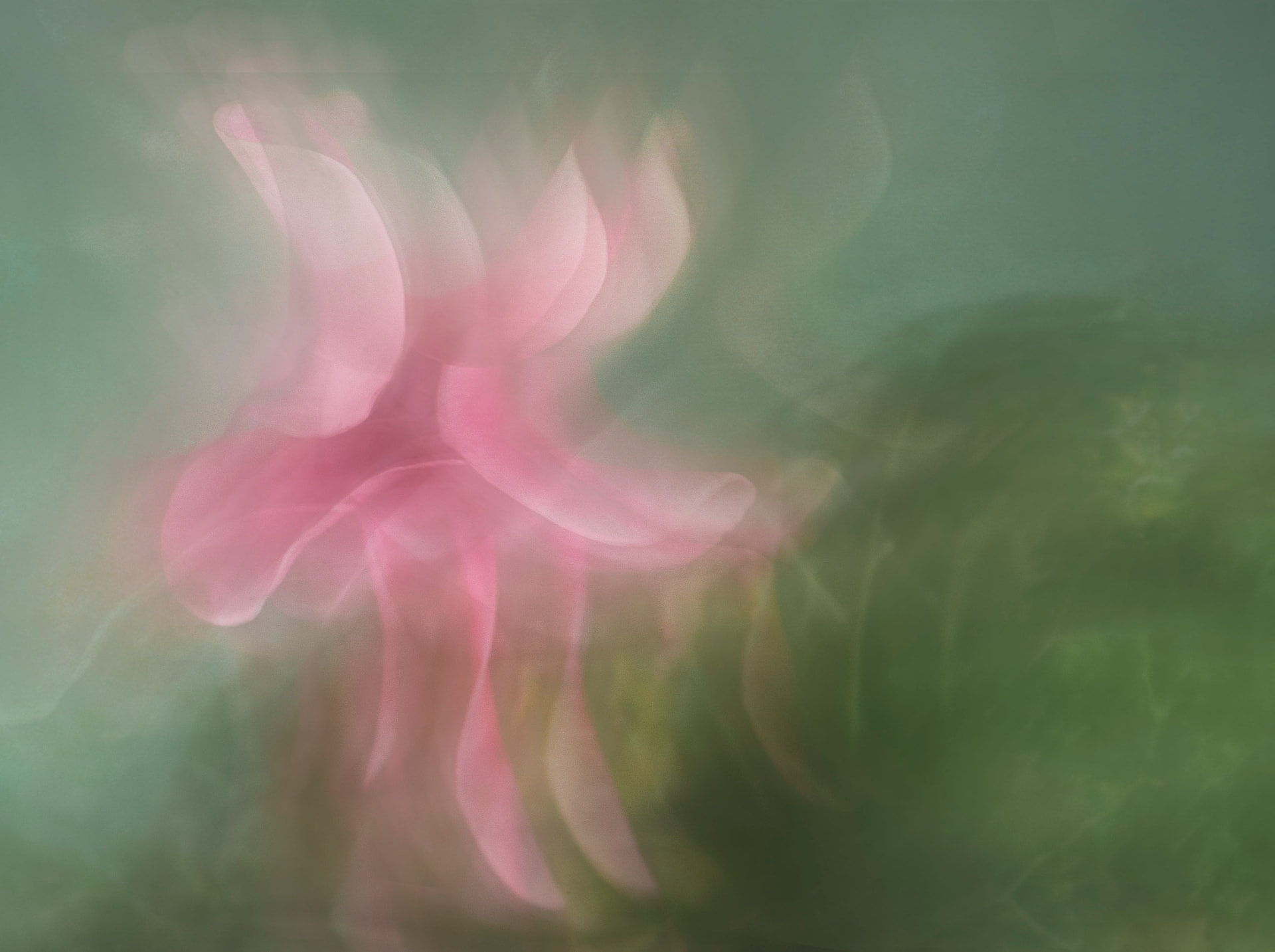 Bailarina Rosa — fotografia floral abstrata de Dougbraz