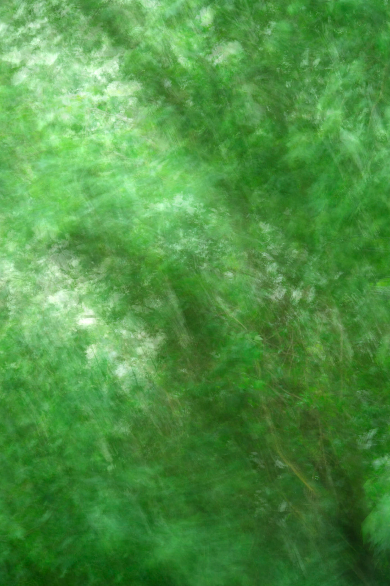 Impressão Verde — fotografia botânica abstrata de Dougbraz