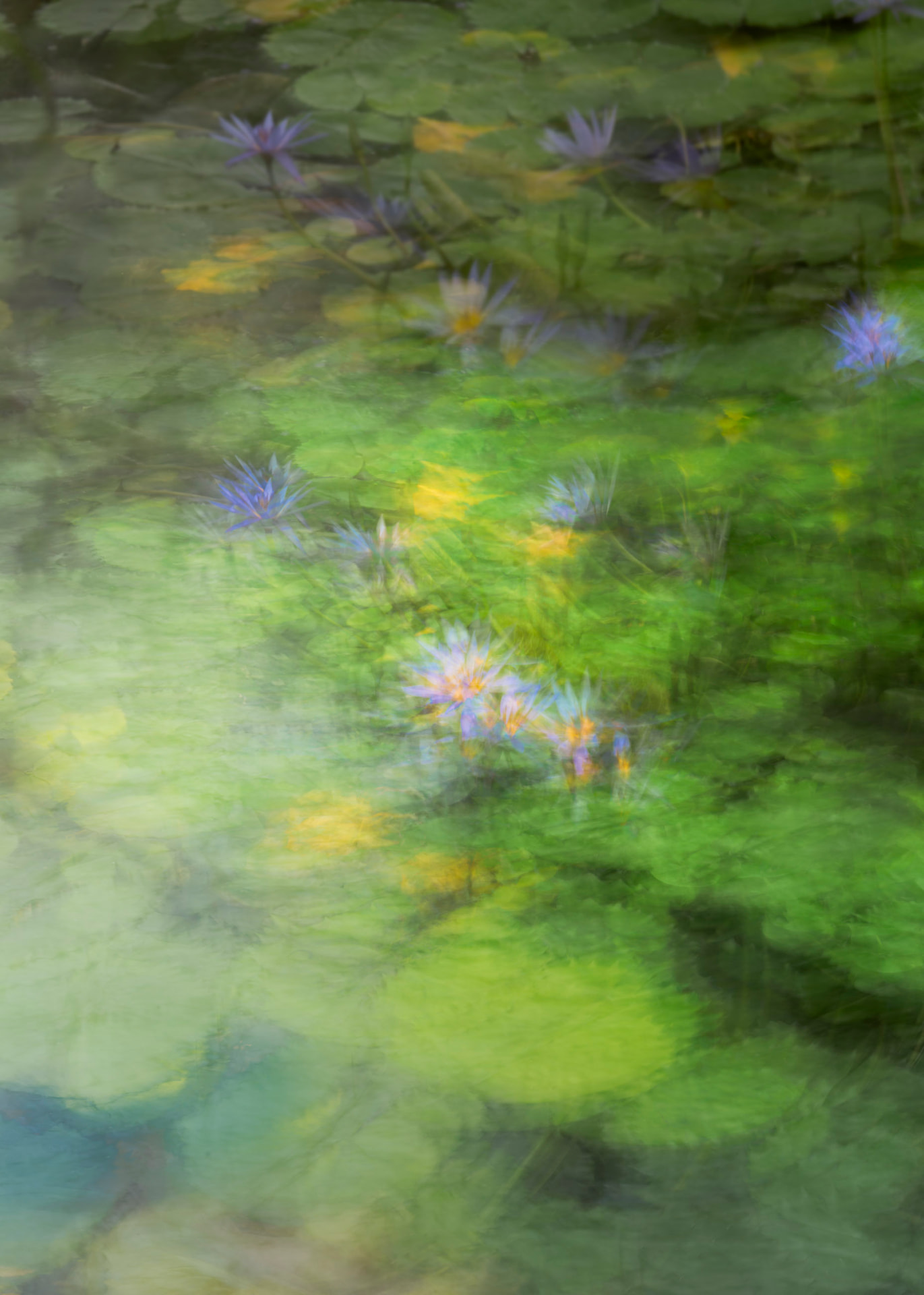 Ninfeias em Movimento — fotografia floral abstrata de Dougbraz