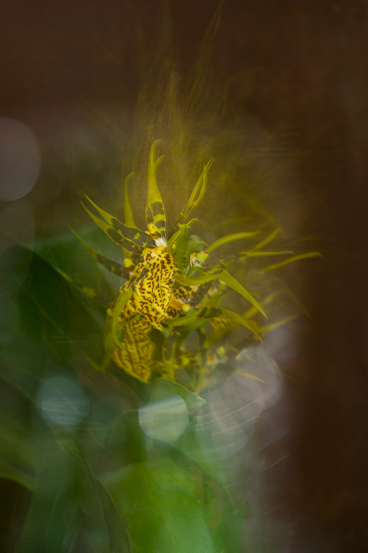 Espinhos de Luz — fotografia abstrata de orquídea de Dougbraz