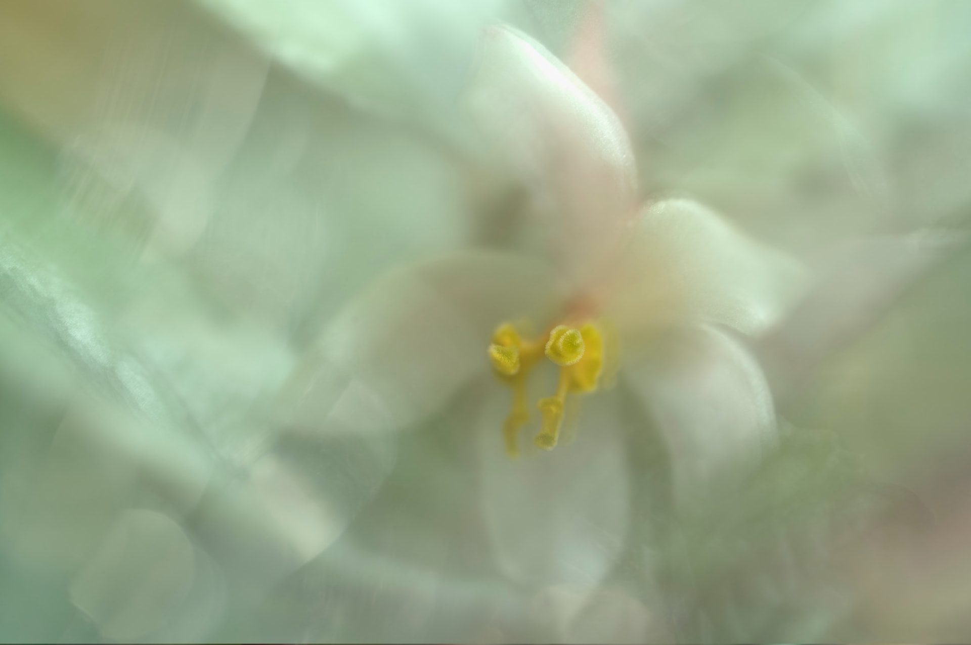 Delicadeza — fotografia floral abstrata de Dougbraz