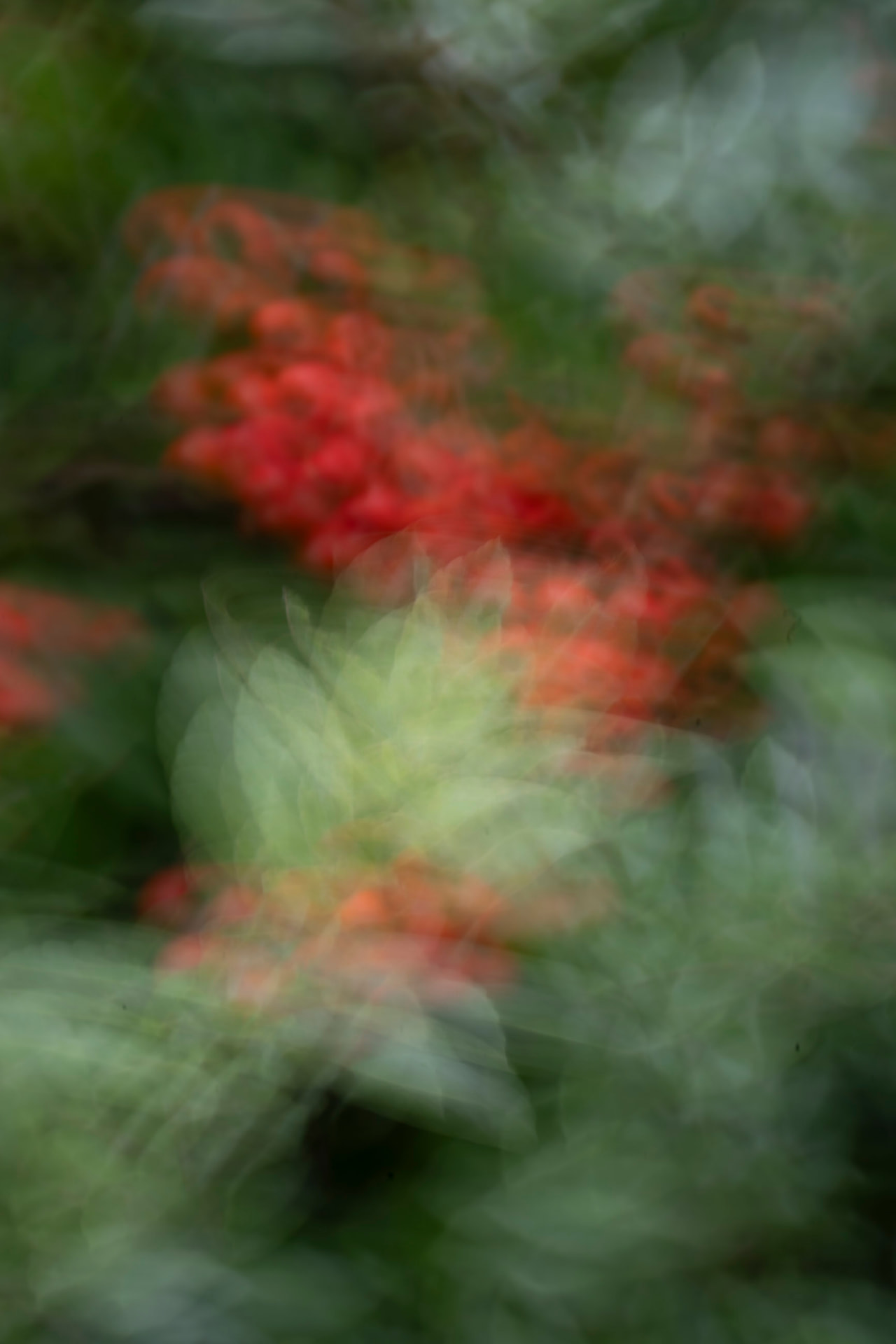 Frutos Vermelhos — fotografia floral abstrata de Dougbraz