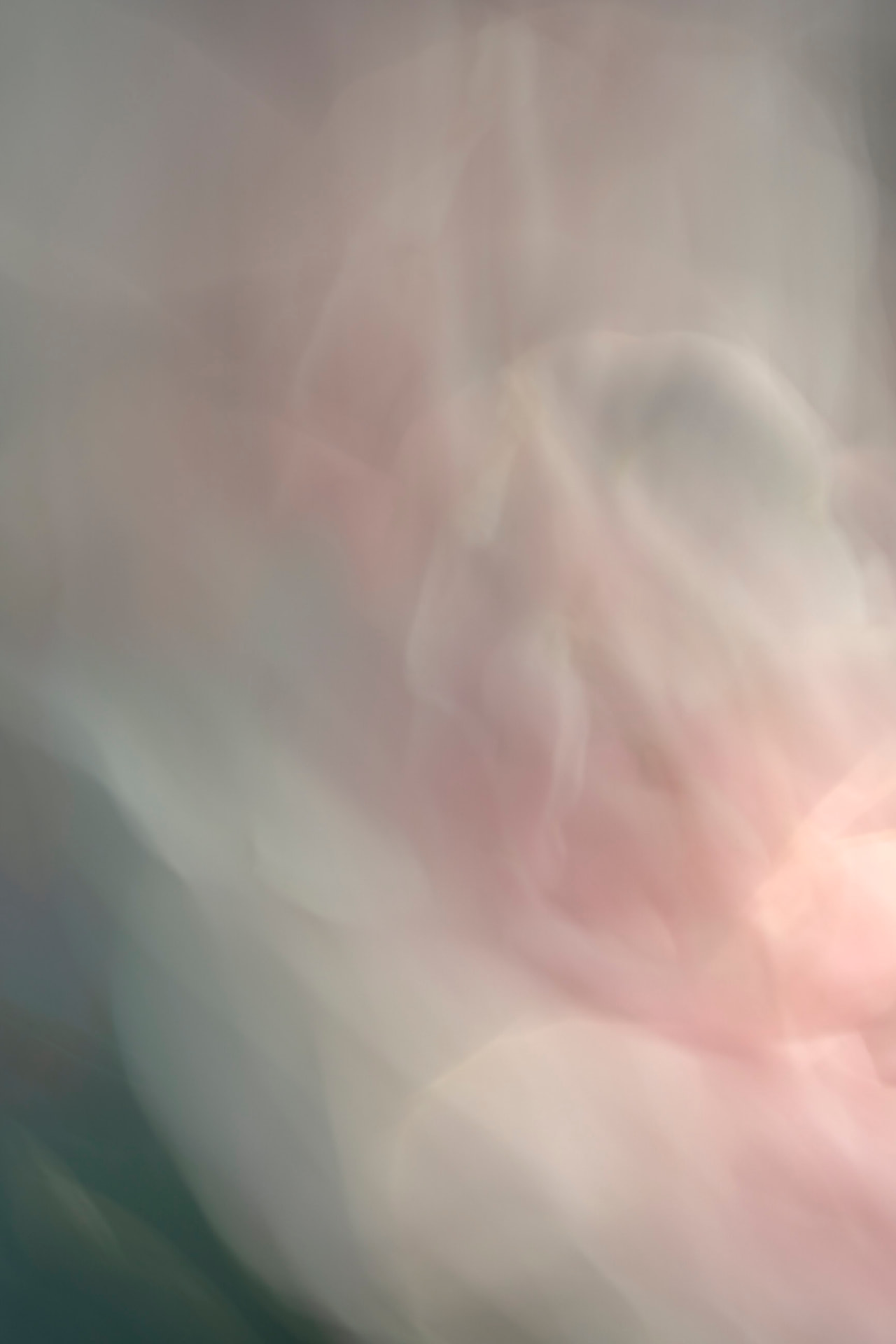 Nuvem de Rosa — fotografia floral abstrata de Dougbraz