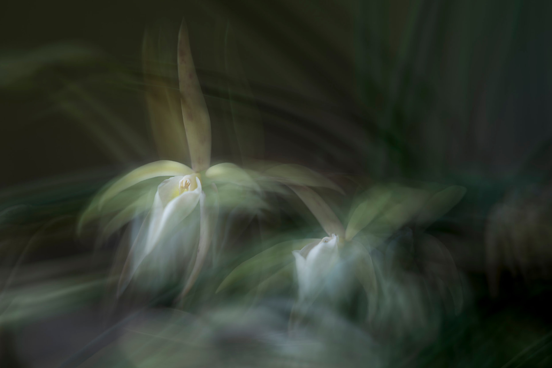 Sussurro Espectral — fotografia abstrata de orquídea de Dougbraz