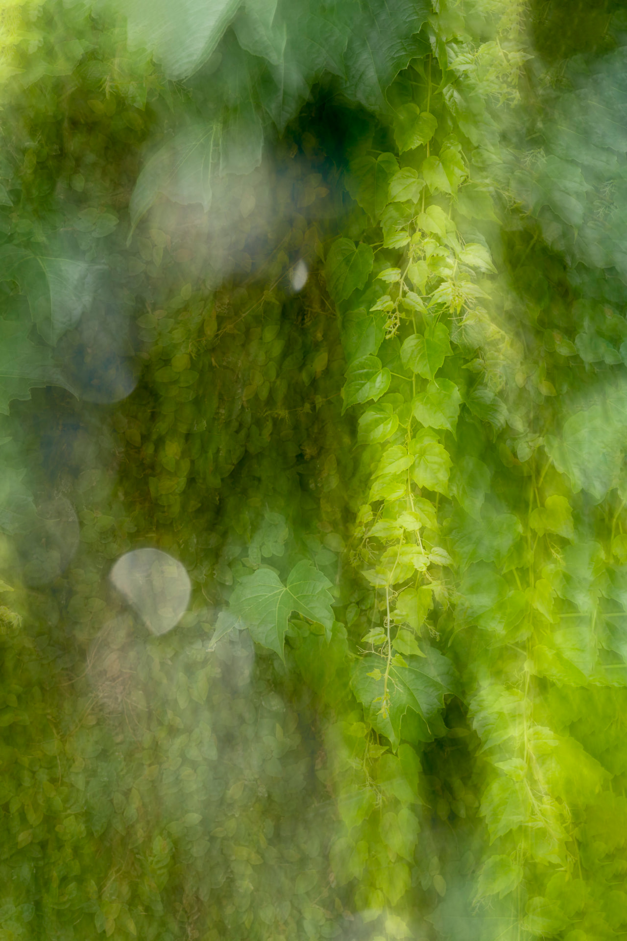 Cascata de videira — fotografia abstrata de Dougbraz