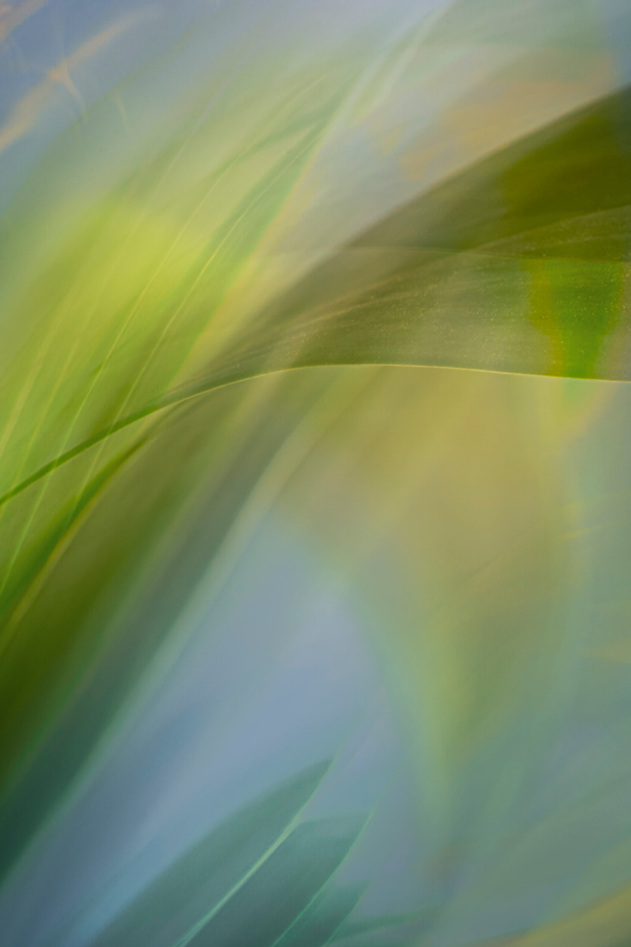 Entre Céu e Folha — fotografia botânica abstrata de Dougbraz