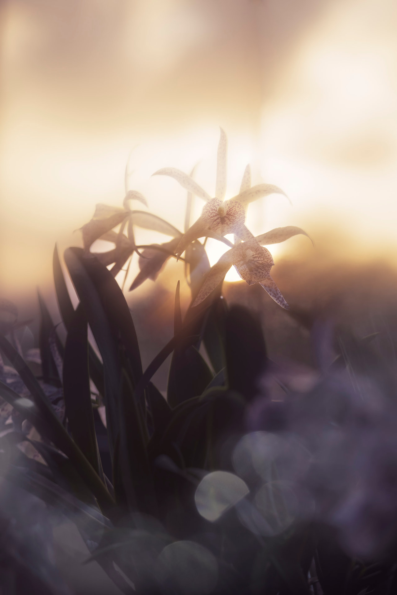 Hora Dourada — fotografia abstrata de orquídea de Dougbraz