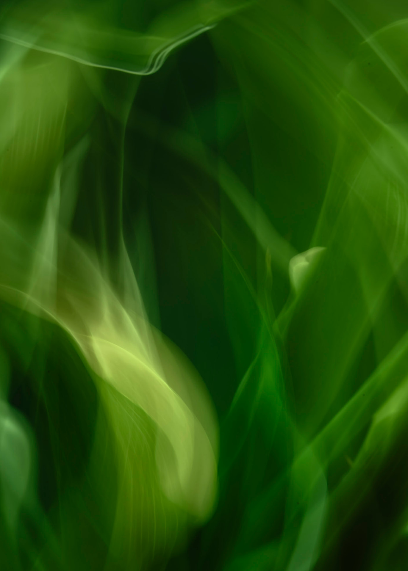 Sussurro Verde — fotografia botânica abstrata de Dougbraz
