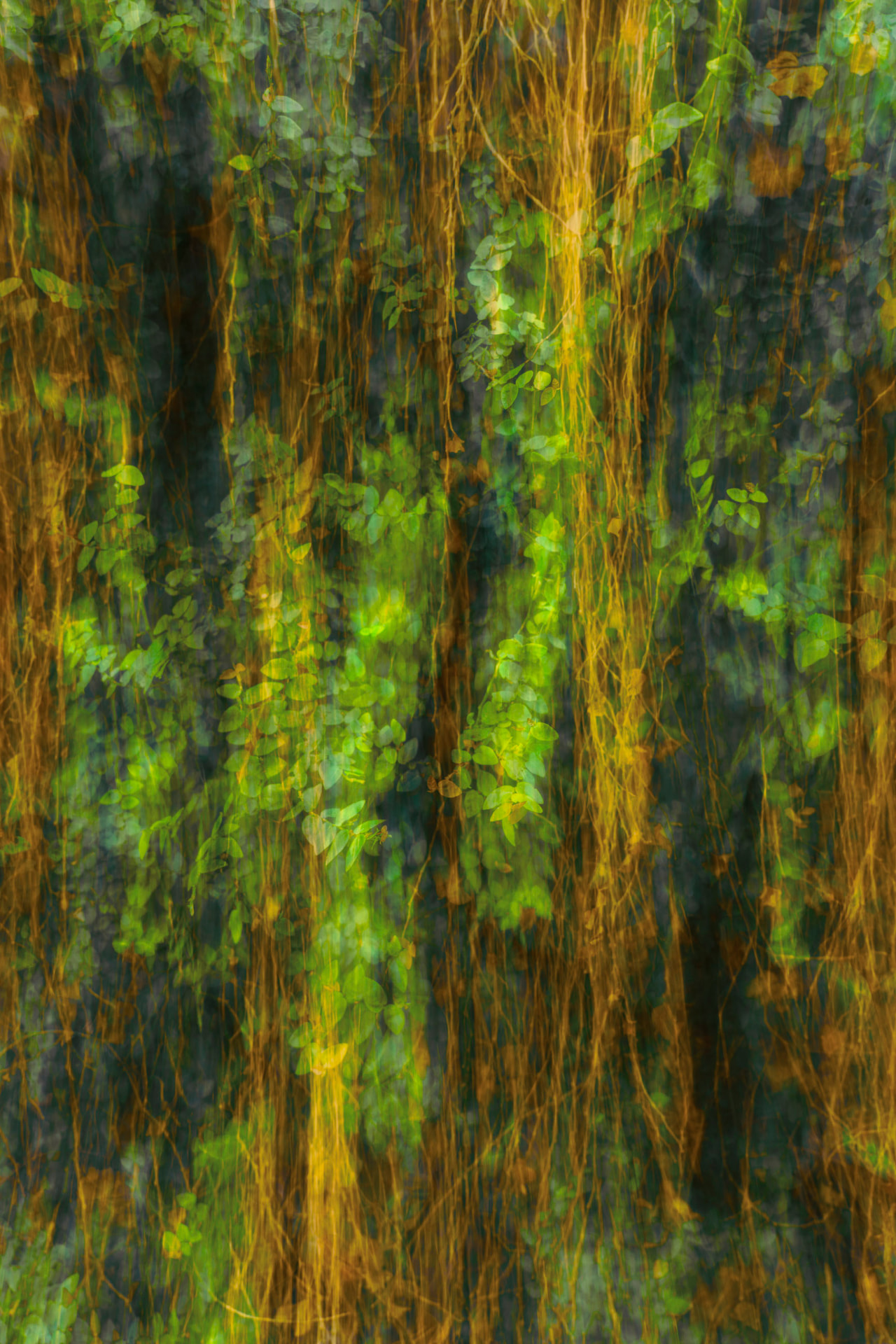 Cortina Dourada — fotografia botânica abstrata de Dougbraz