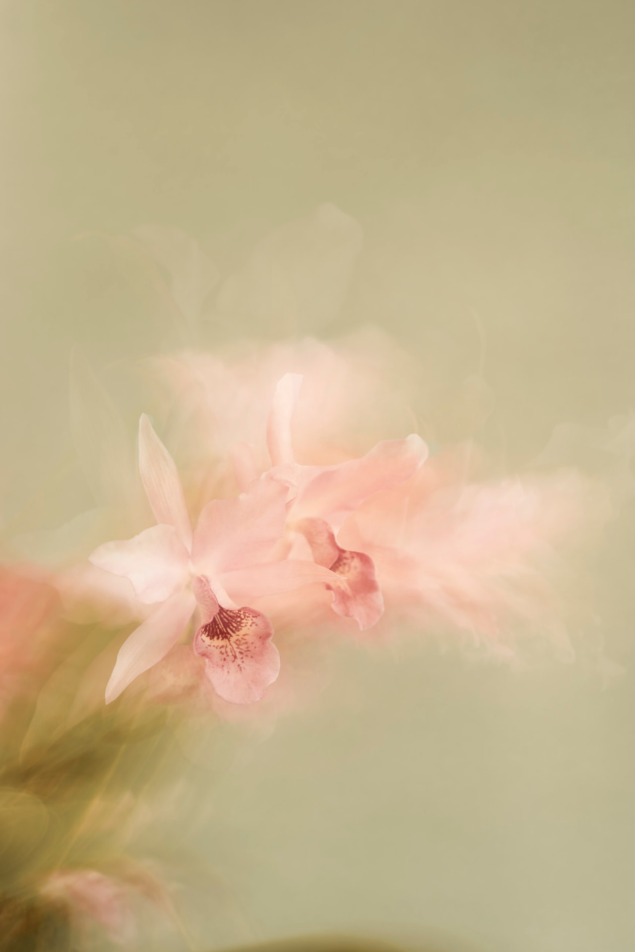 Renda de Seda — fotografia abstrata de orquídea de Dougbraz