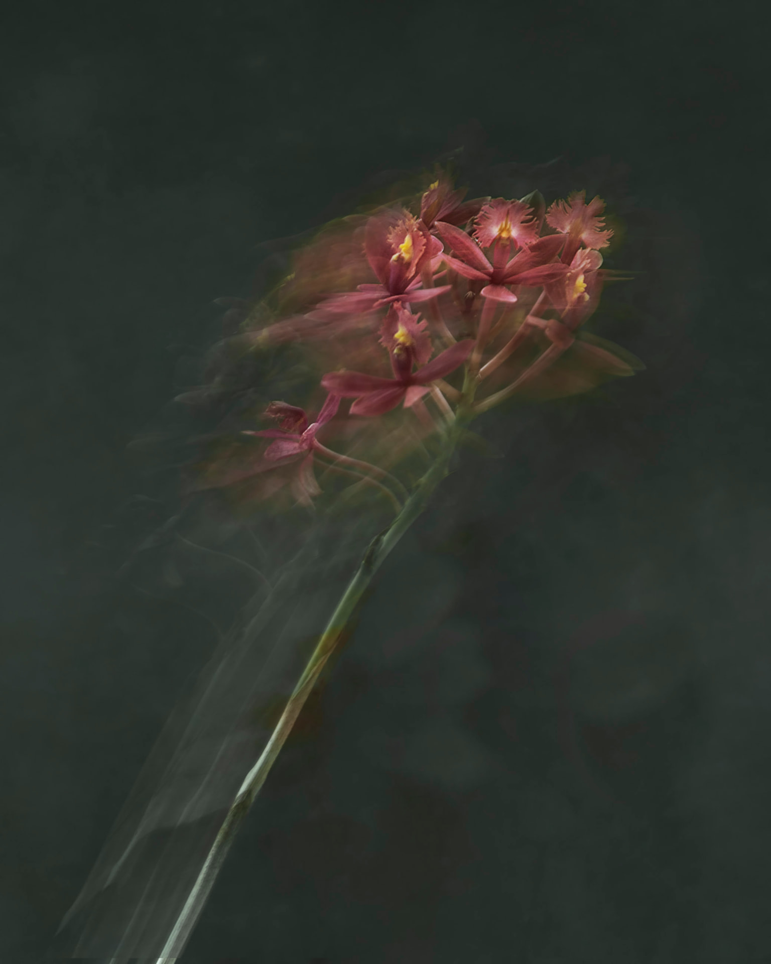 Lume Carmim — fotografia floral abstrata de Dougbraz