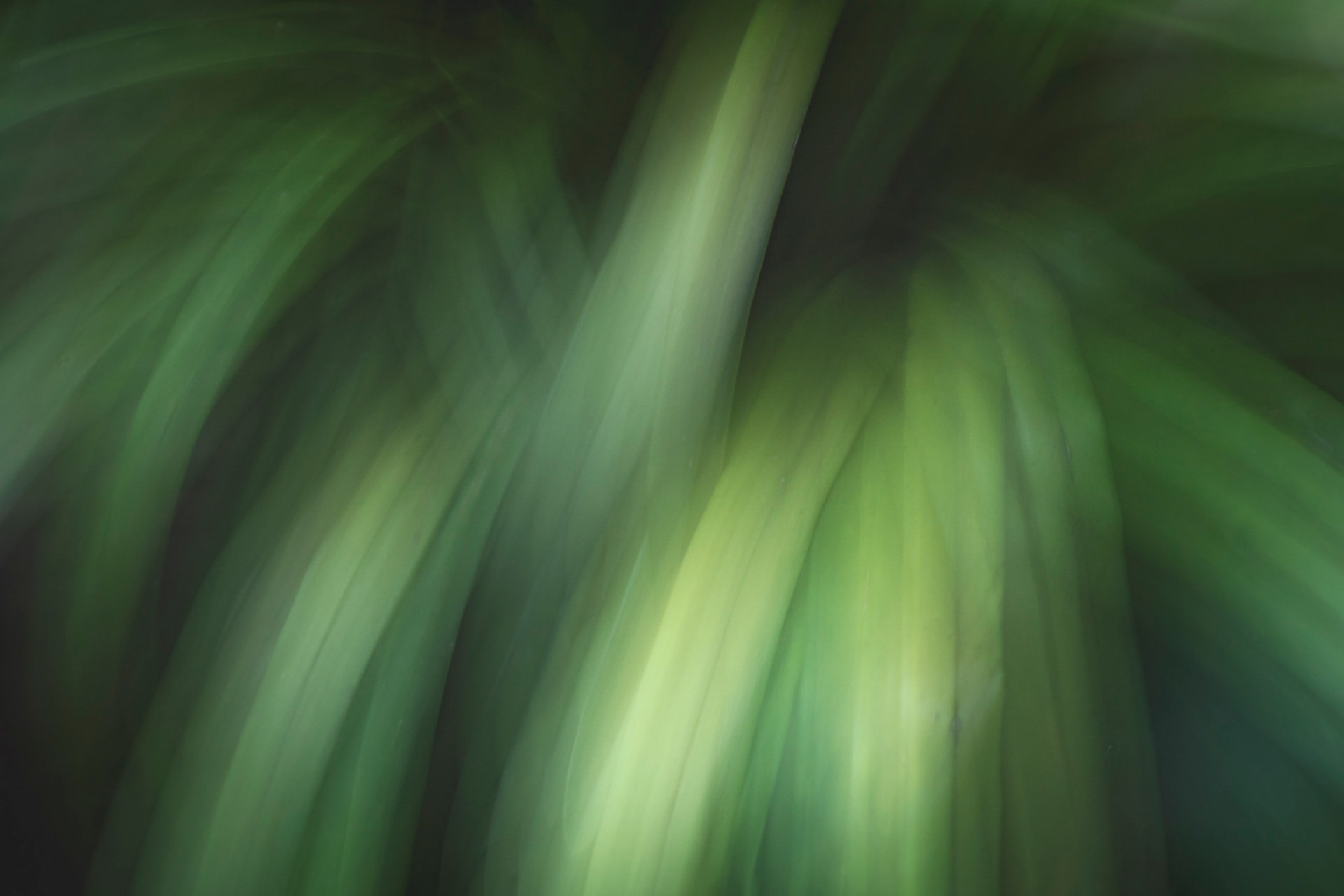 Vento nas Folhas — fotografia botânica abstrata de Dougbraz