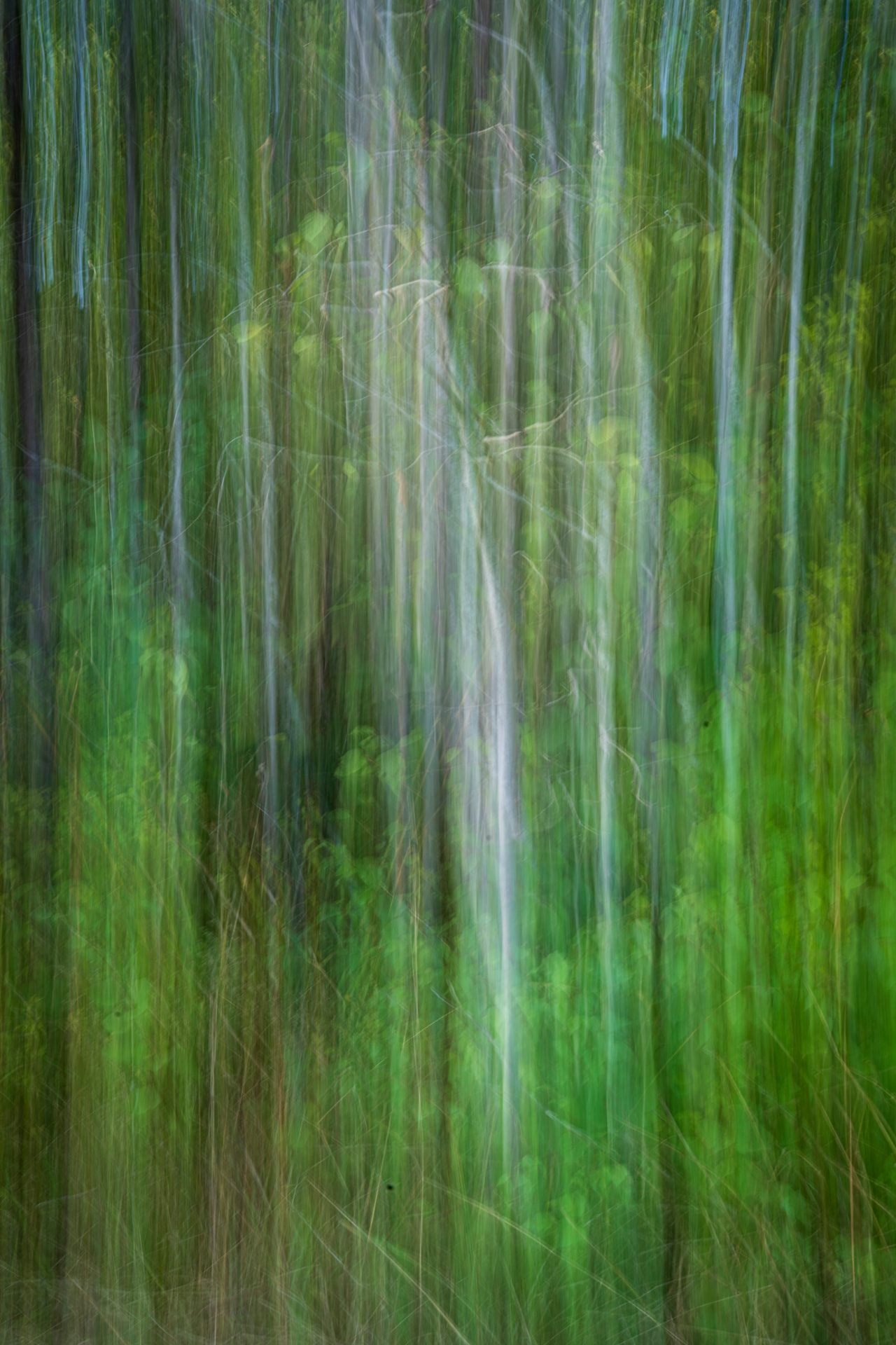 Chuva de Verde — fotografia botânica abstrata de Dougbraz