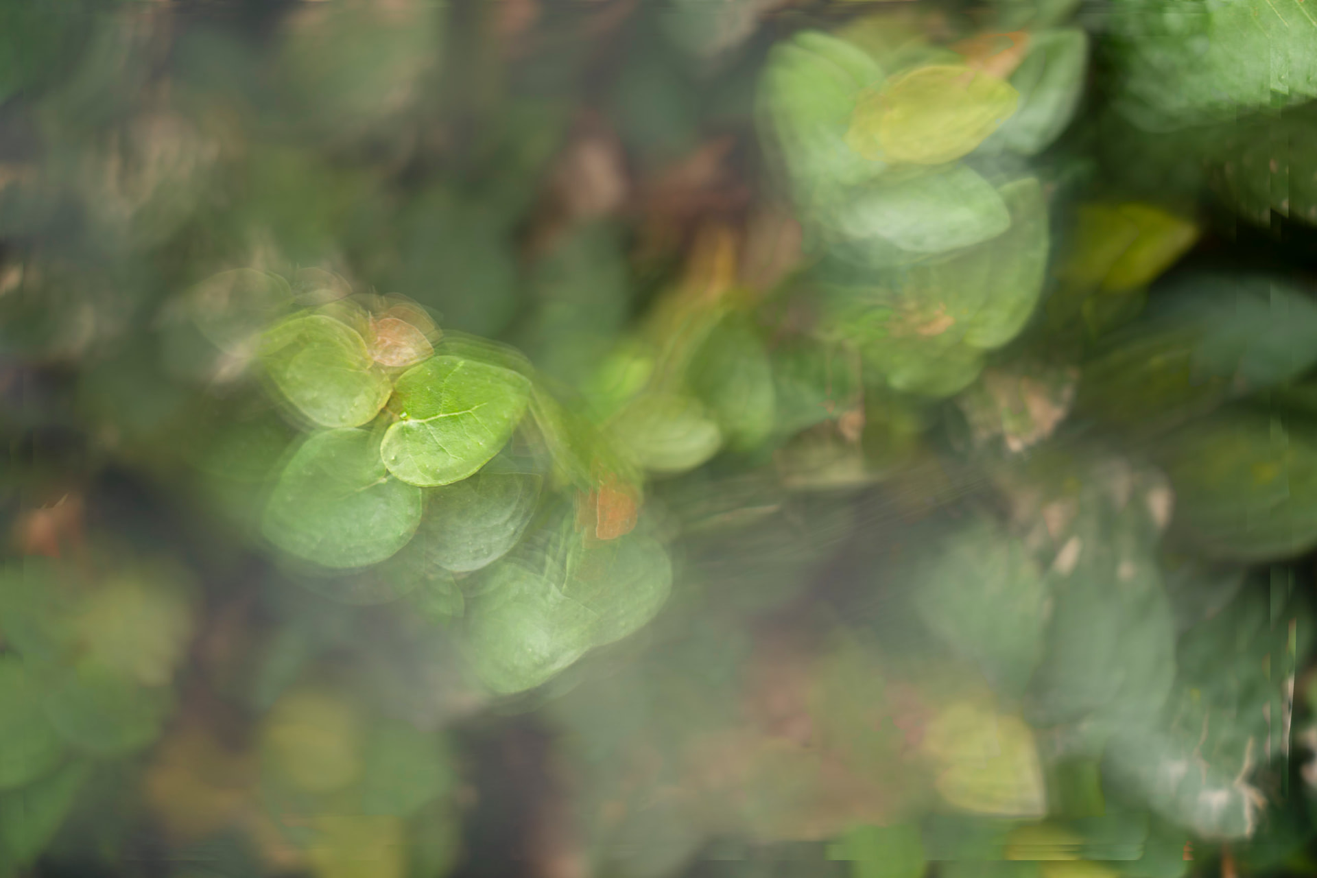 Moedas de Jade — fotografia botânica abstrata de Dougbraz