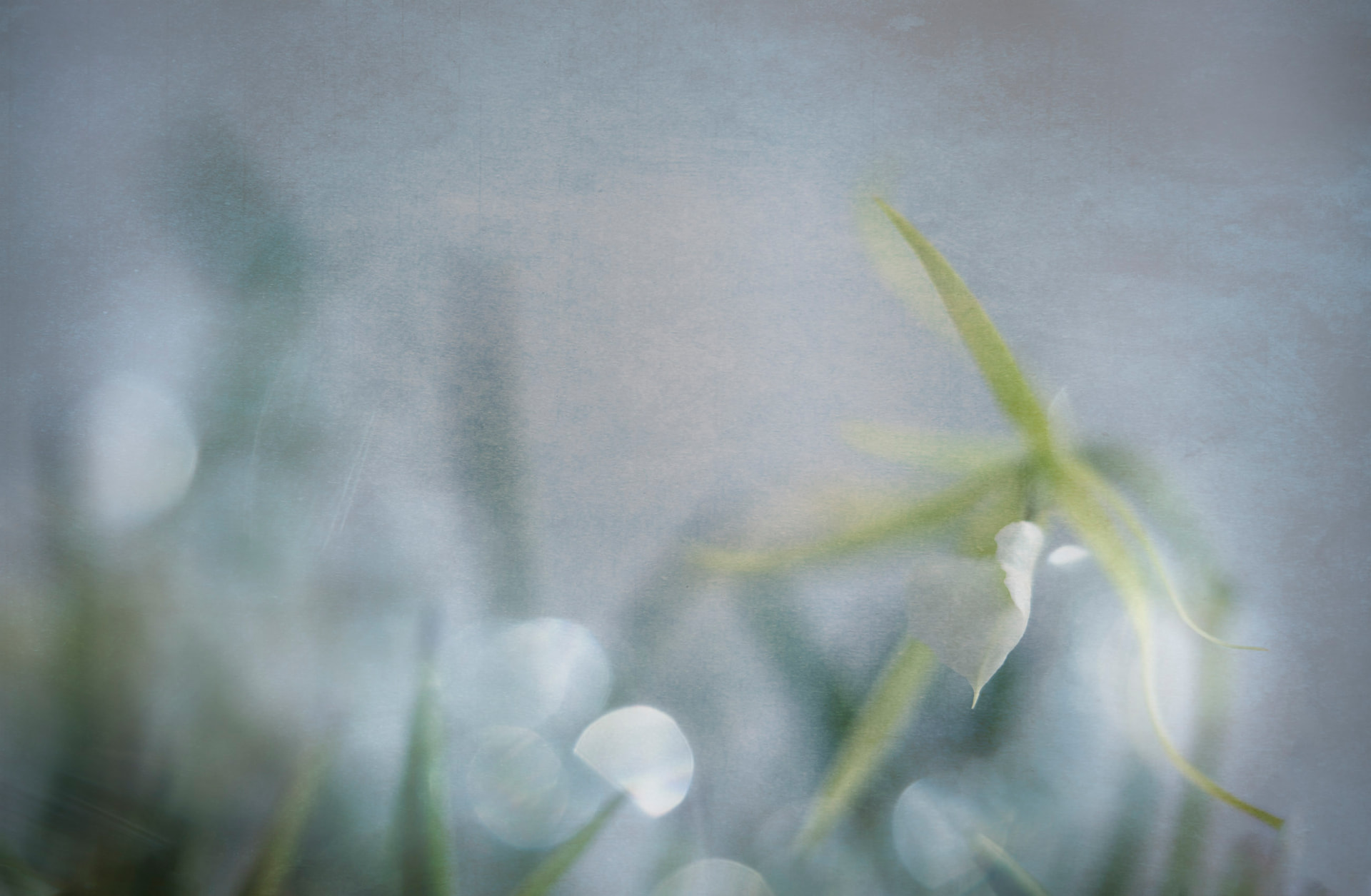 Flor de Bruma — fotografia abstrata de orquídea de Dougbraz