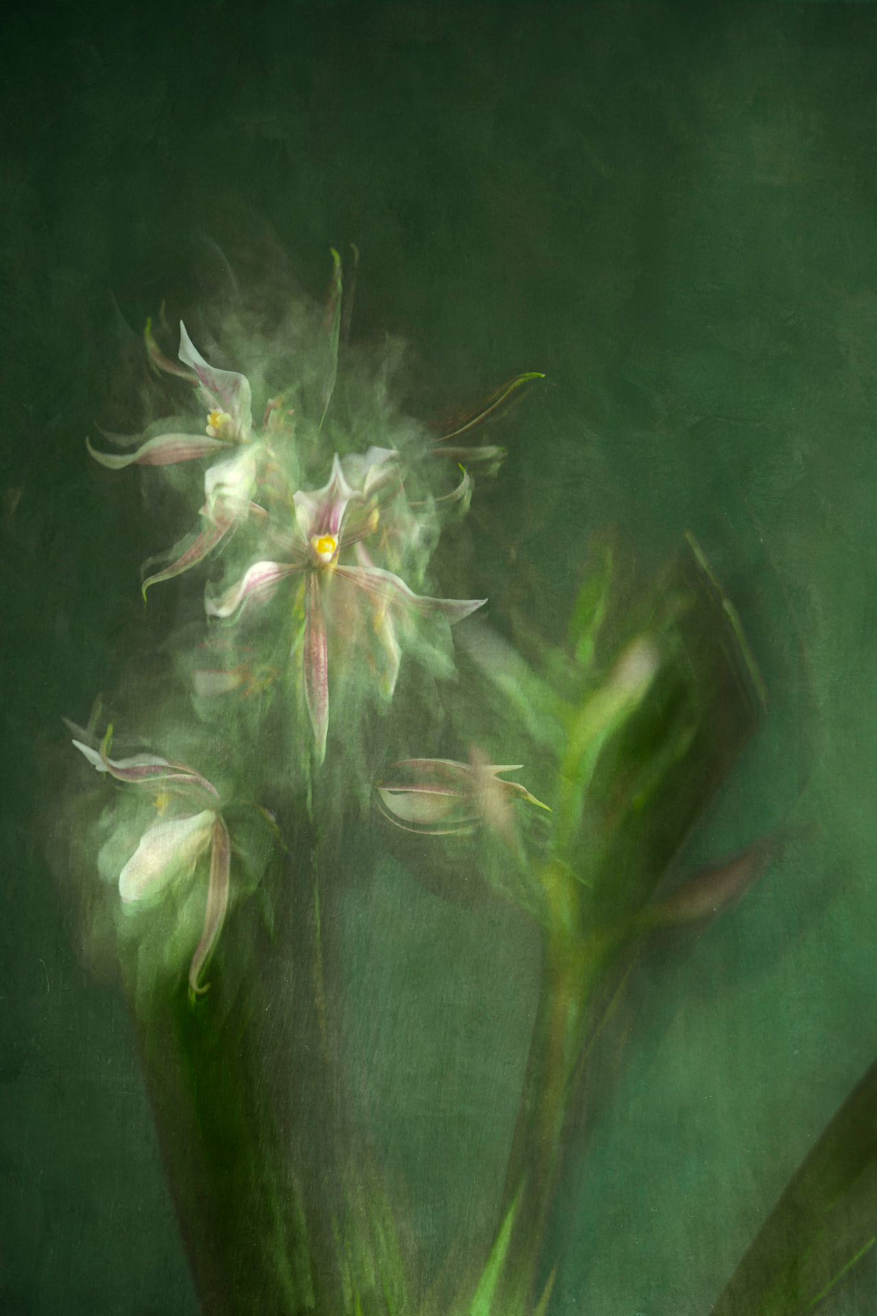 Bruma Verde — fotografia abstrata de orquídea de Dougbraz