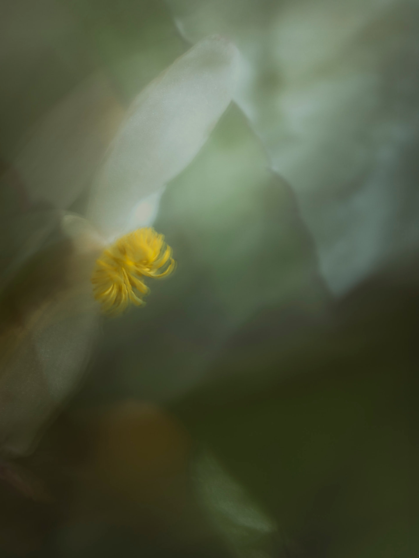Pequeno Sol — fotografia floral abstrata de Dougbraz