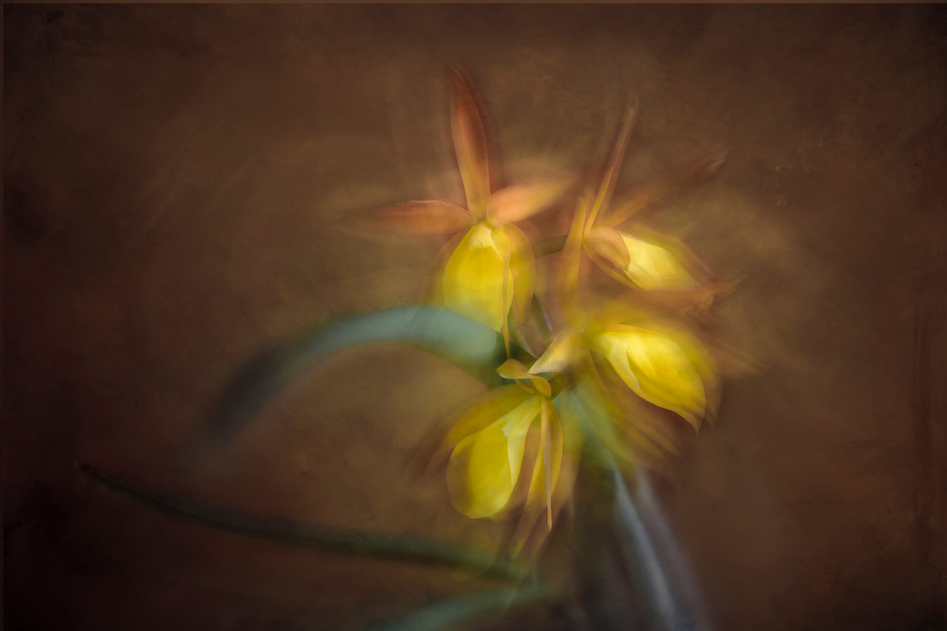 Seiva Dourada — fotografia abstrata de orquídea de Dougbraz