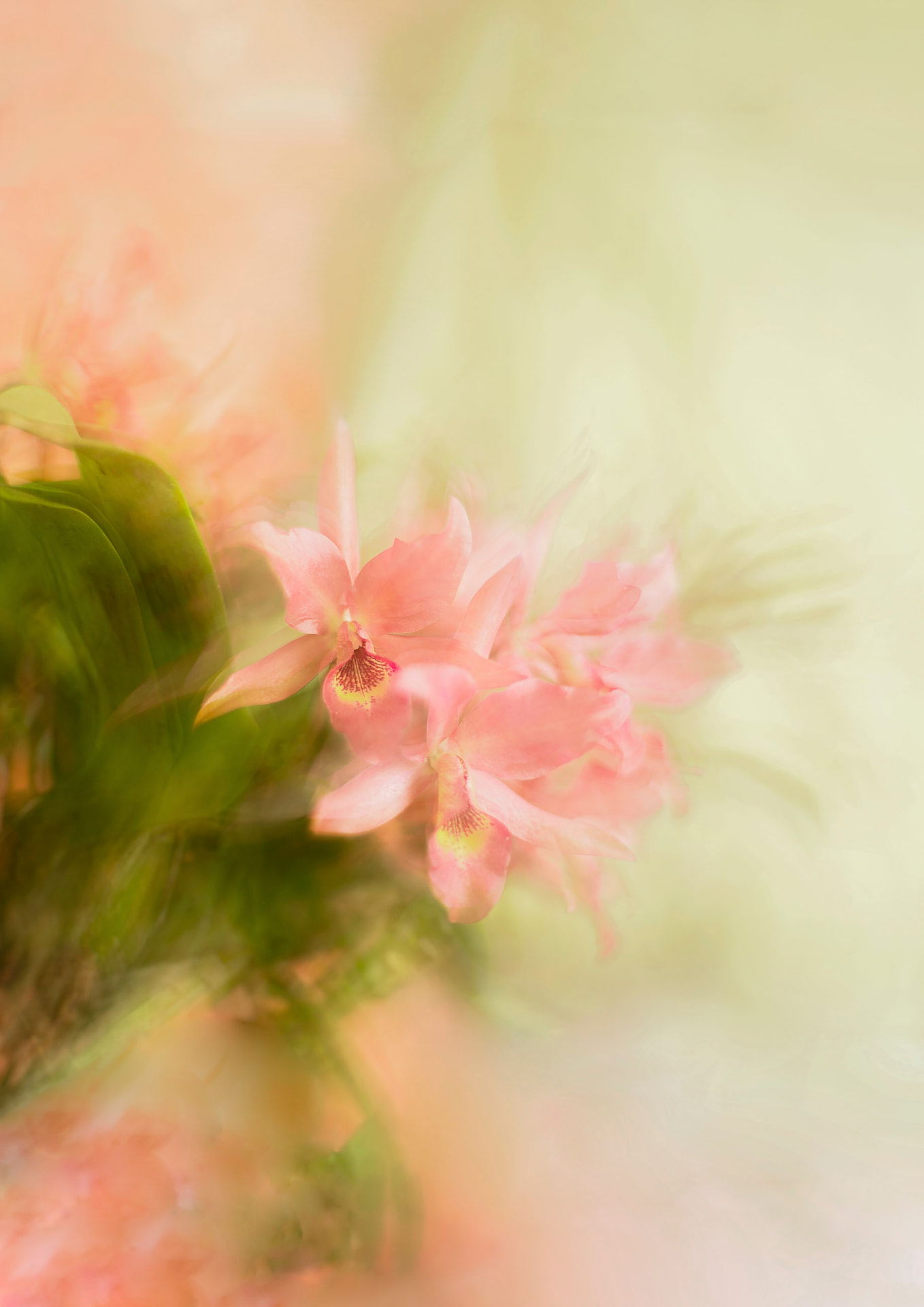 Dança Rosada — fotografia abstrata de orquídea de Dougbraz