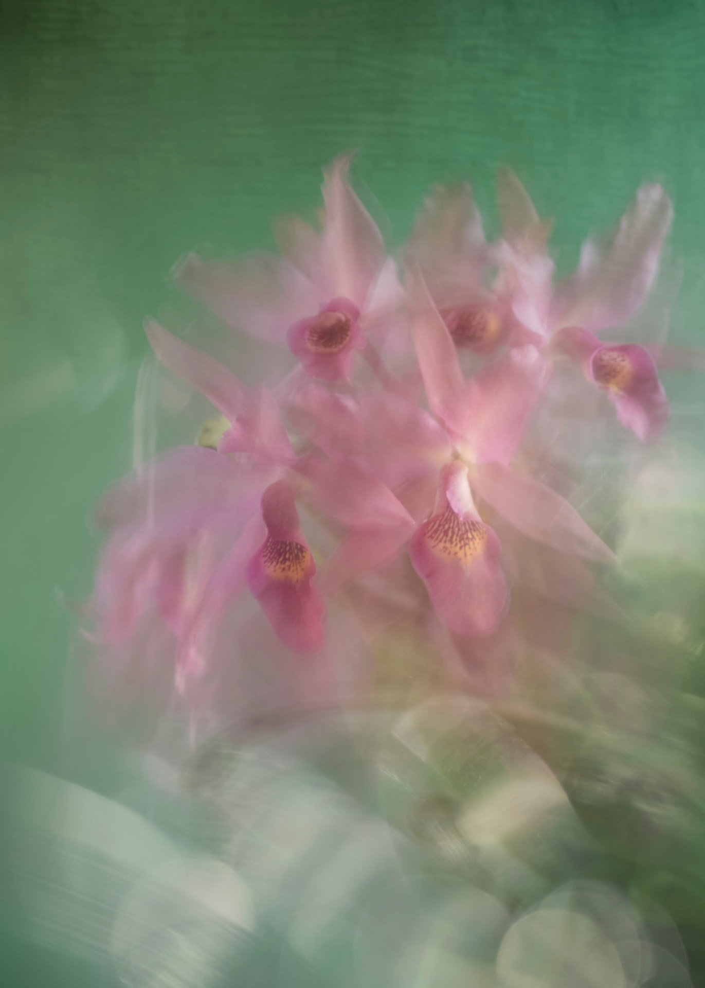 Rosa Aquática — fotografia abstrata de orquídea de Dougbraz