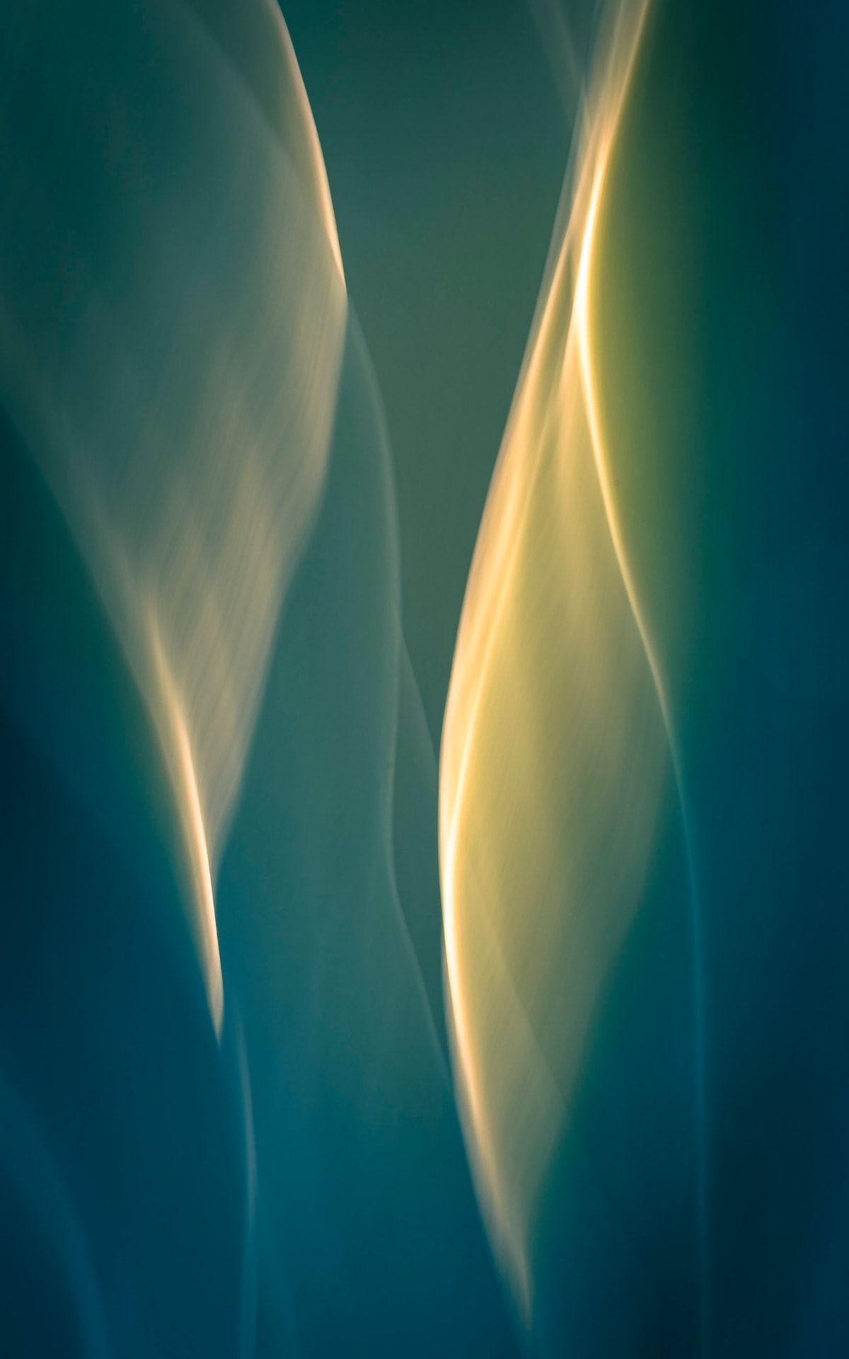 Fita de Ouro — fotografia botânica abstrata de Dougbraz