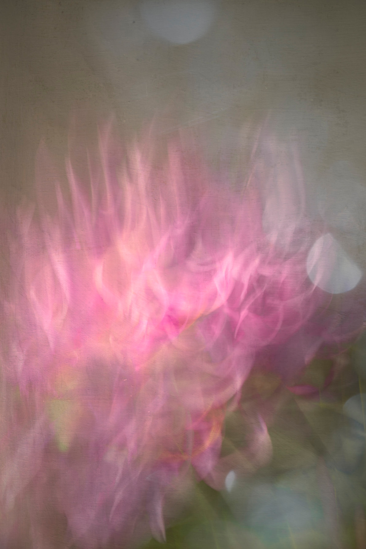 Chama Rosa — fotografia abstrata de orquídea de Dougbraz