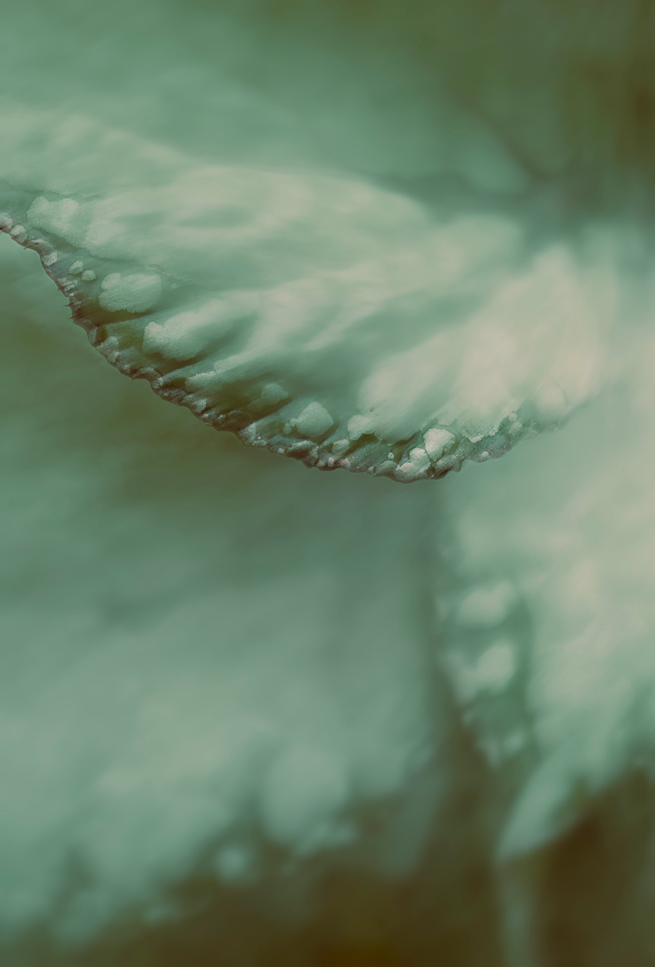 Orla de Cristal — fotografia botânica abstrata de Dougbraz